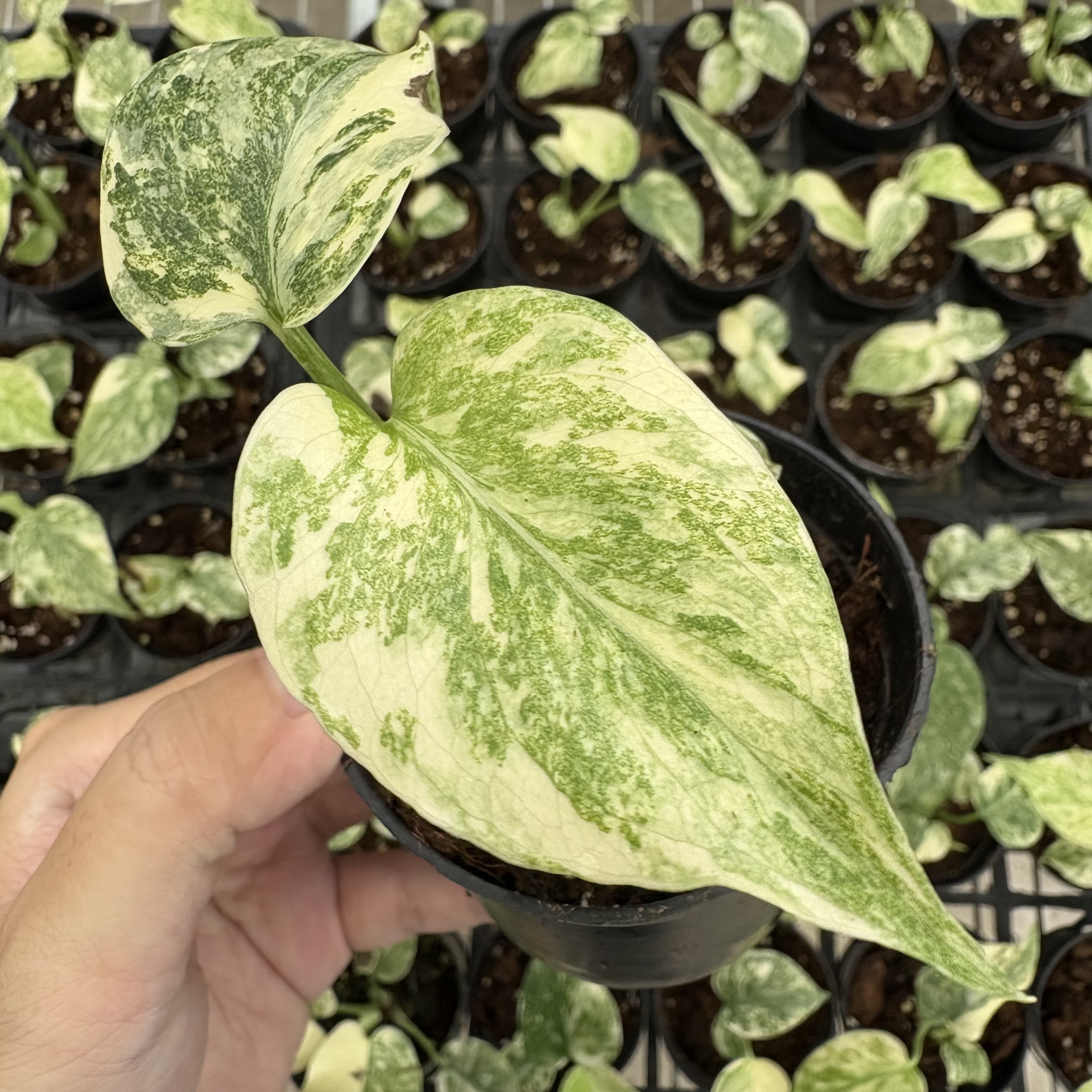 Monstera Green Snow