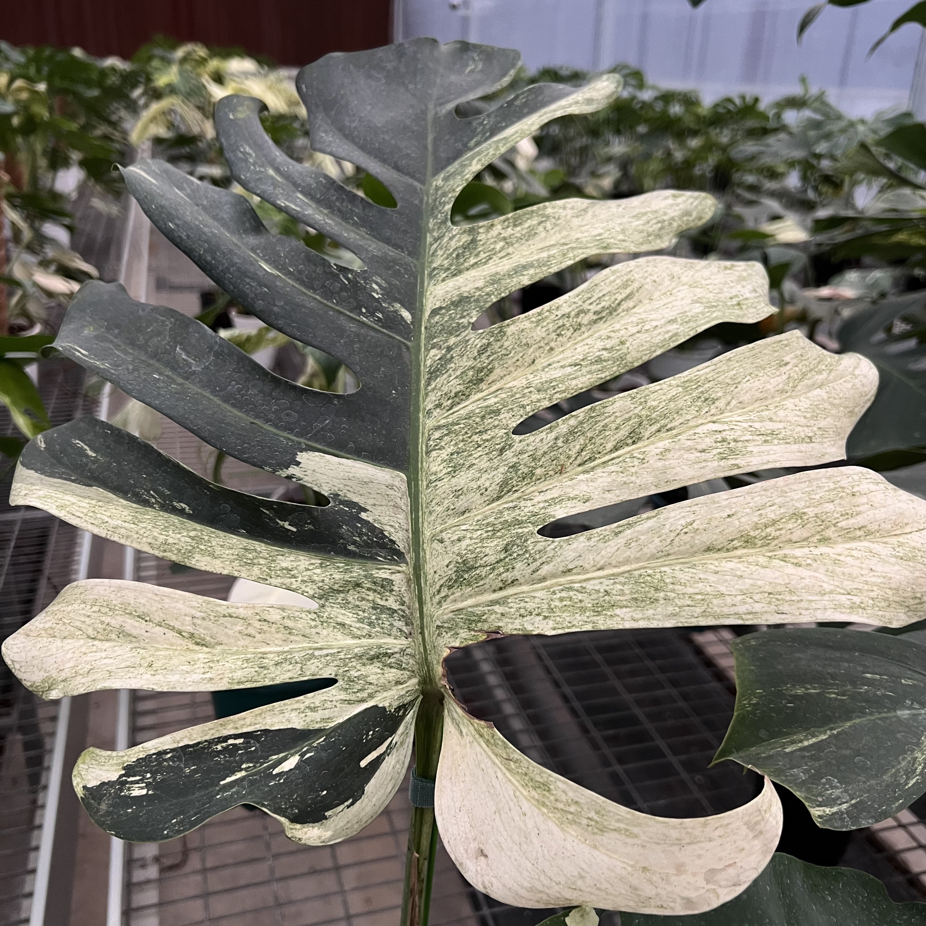 Monstera Mint