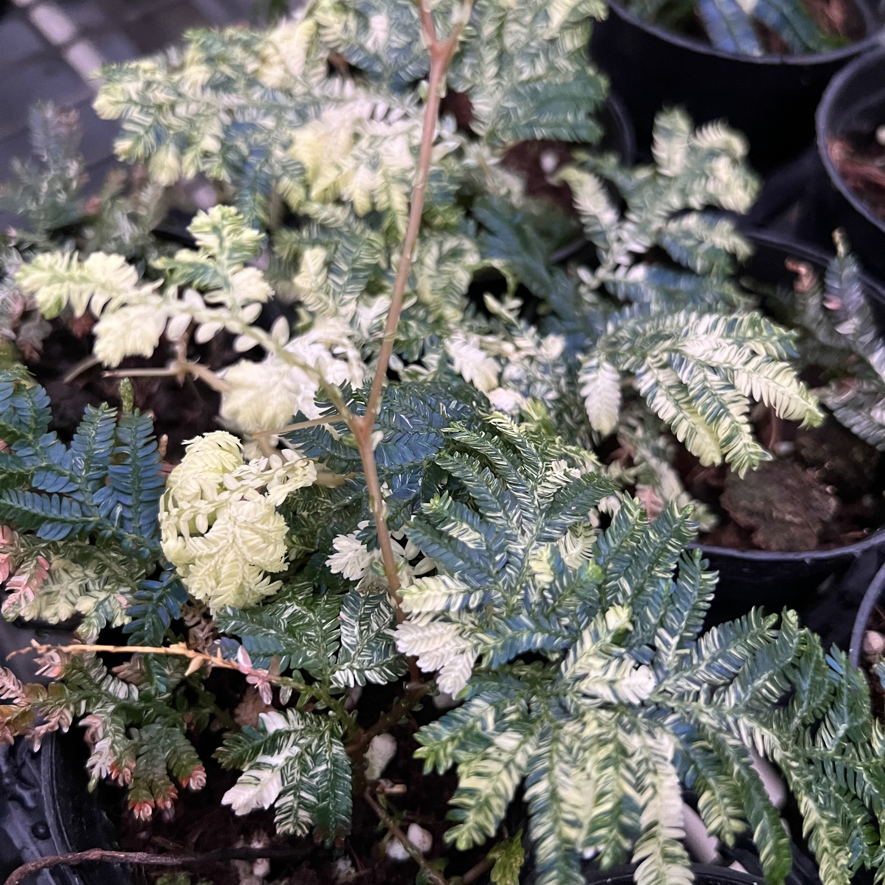 Selaginella Uncinata Variegated