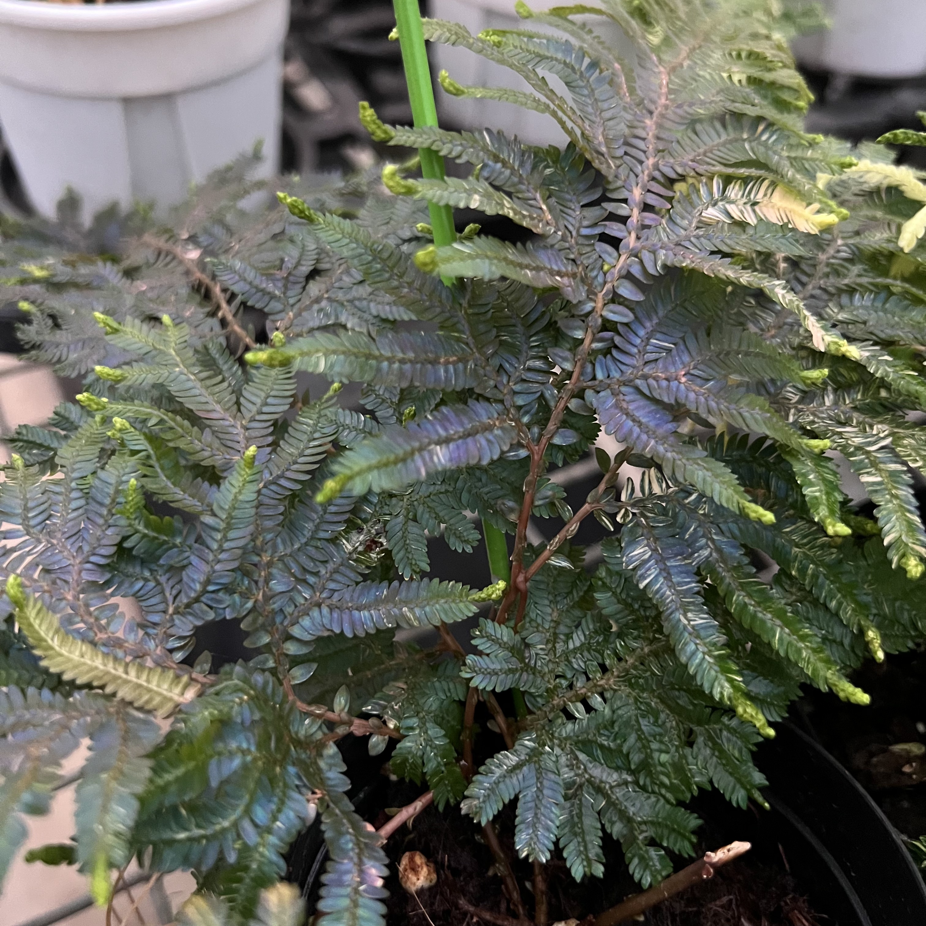 Selaginella Uncinata Variegated