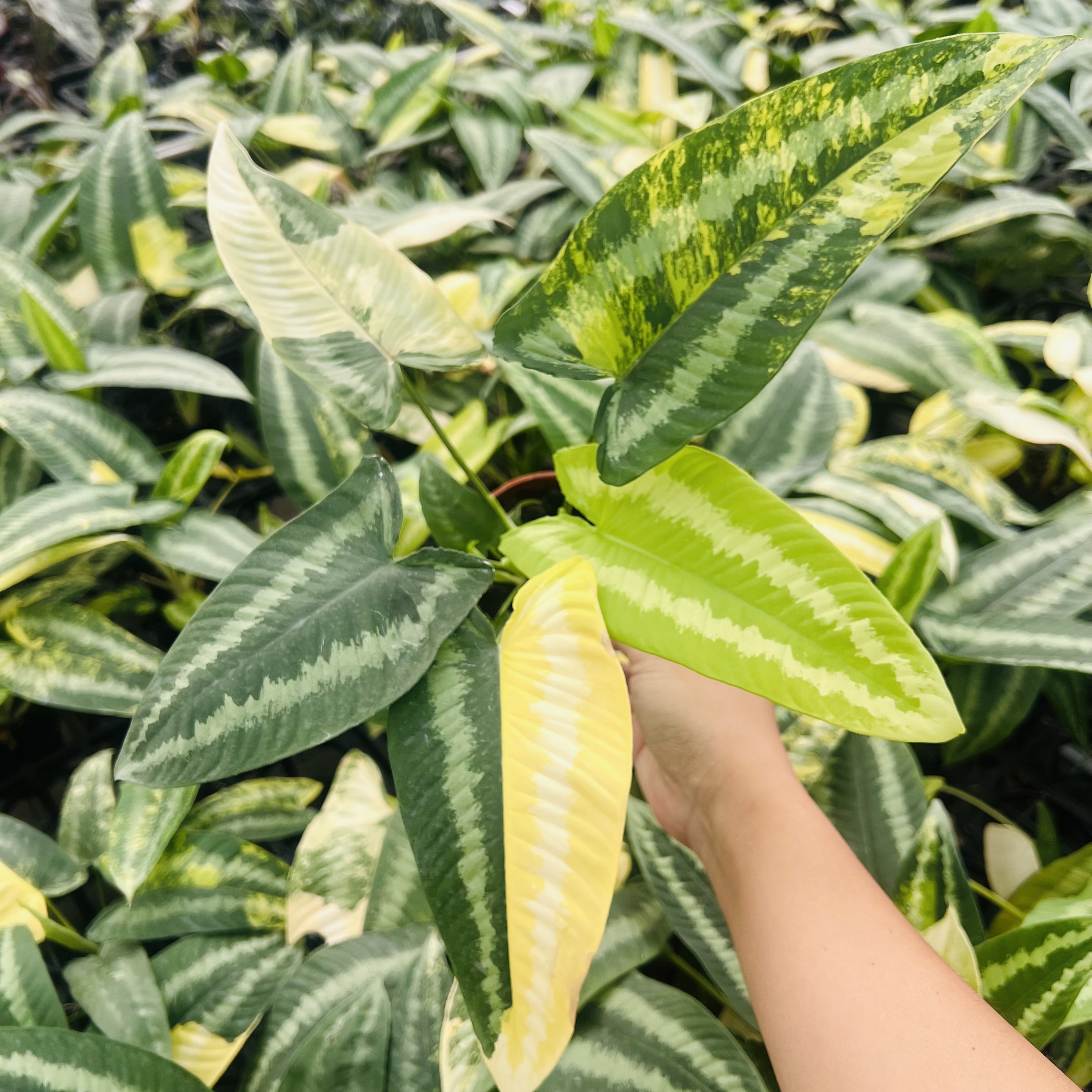 Schismatoglottis Wallichii Variegated