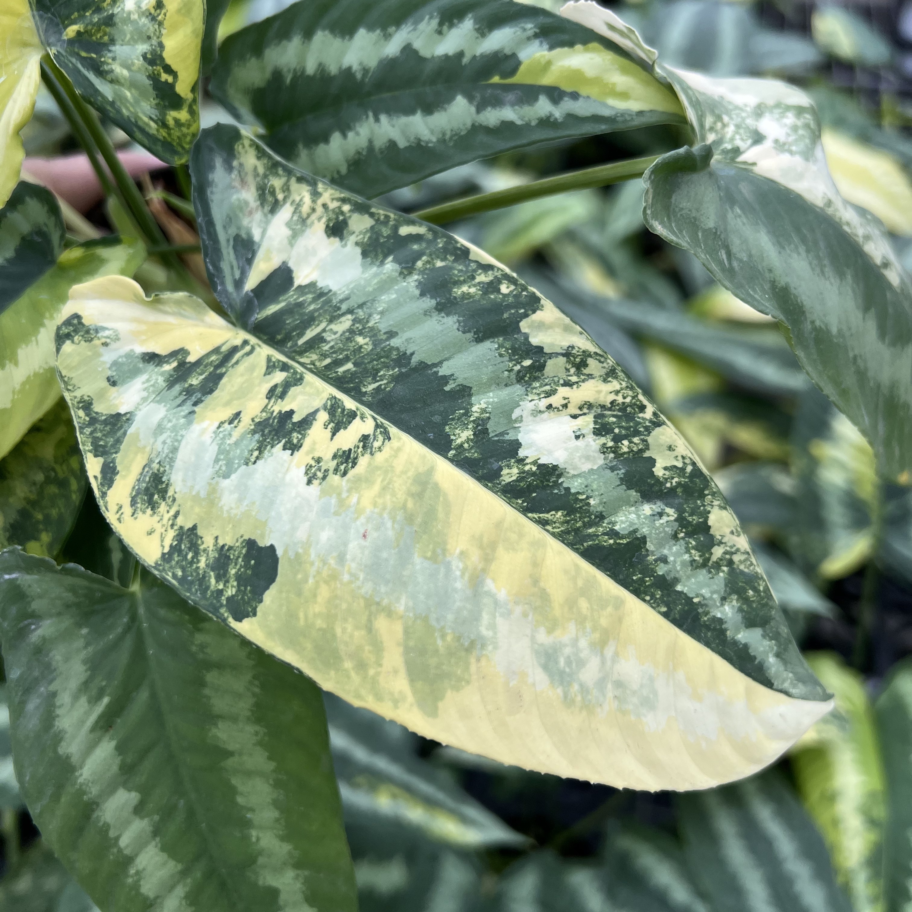 Schismatoglottis Wallichii Variegated