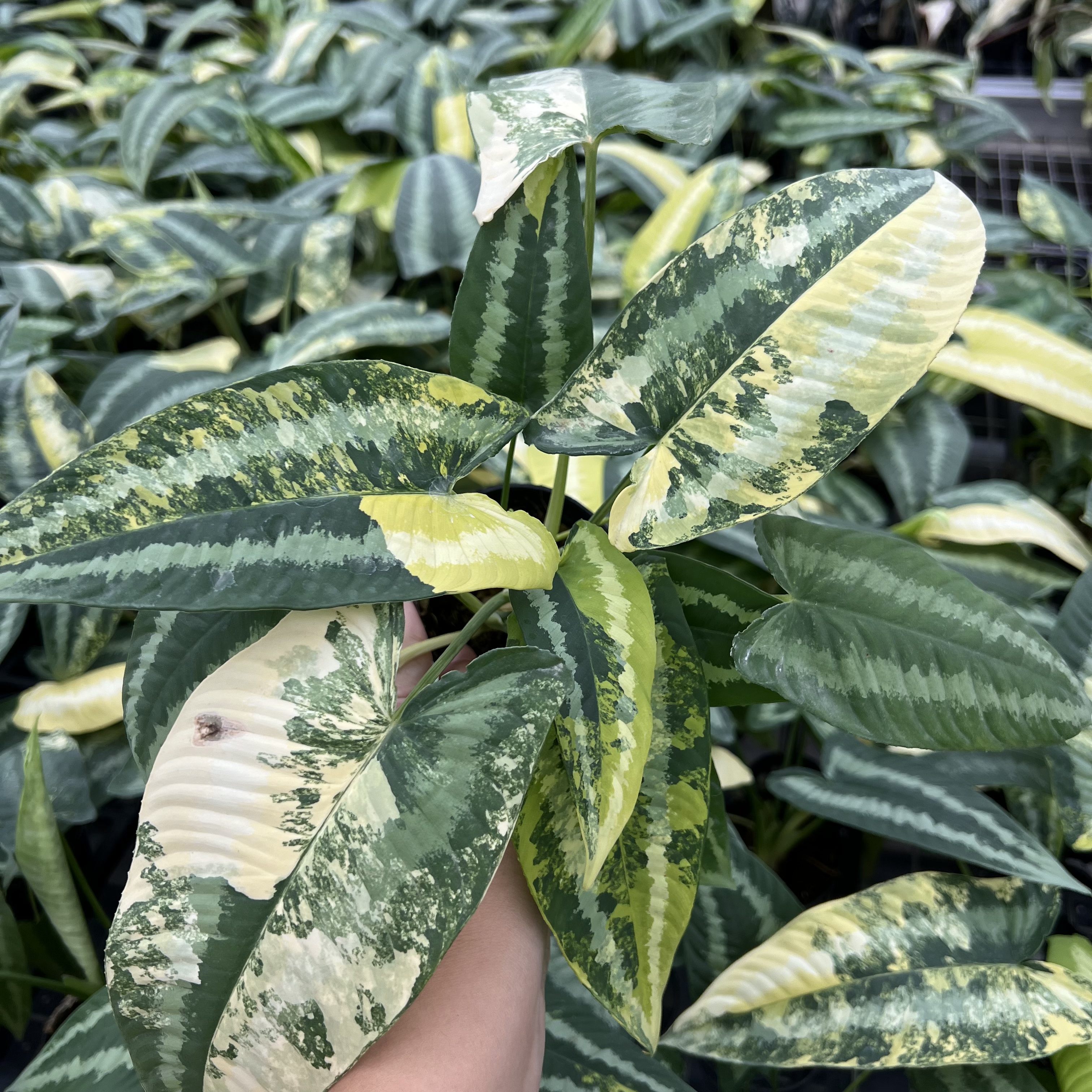 Schismatoglottis Wallichii Variegated