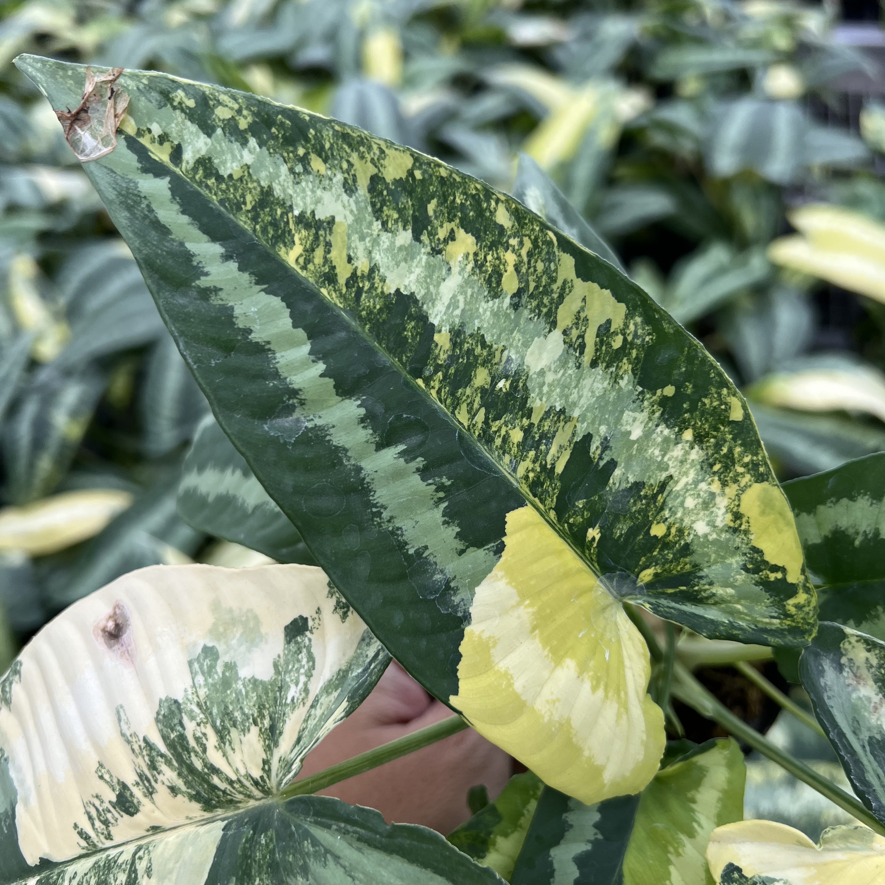 Schismatoglottis Wallichii Variegated