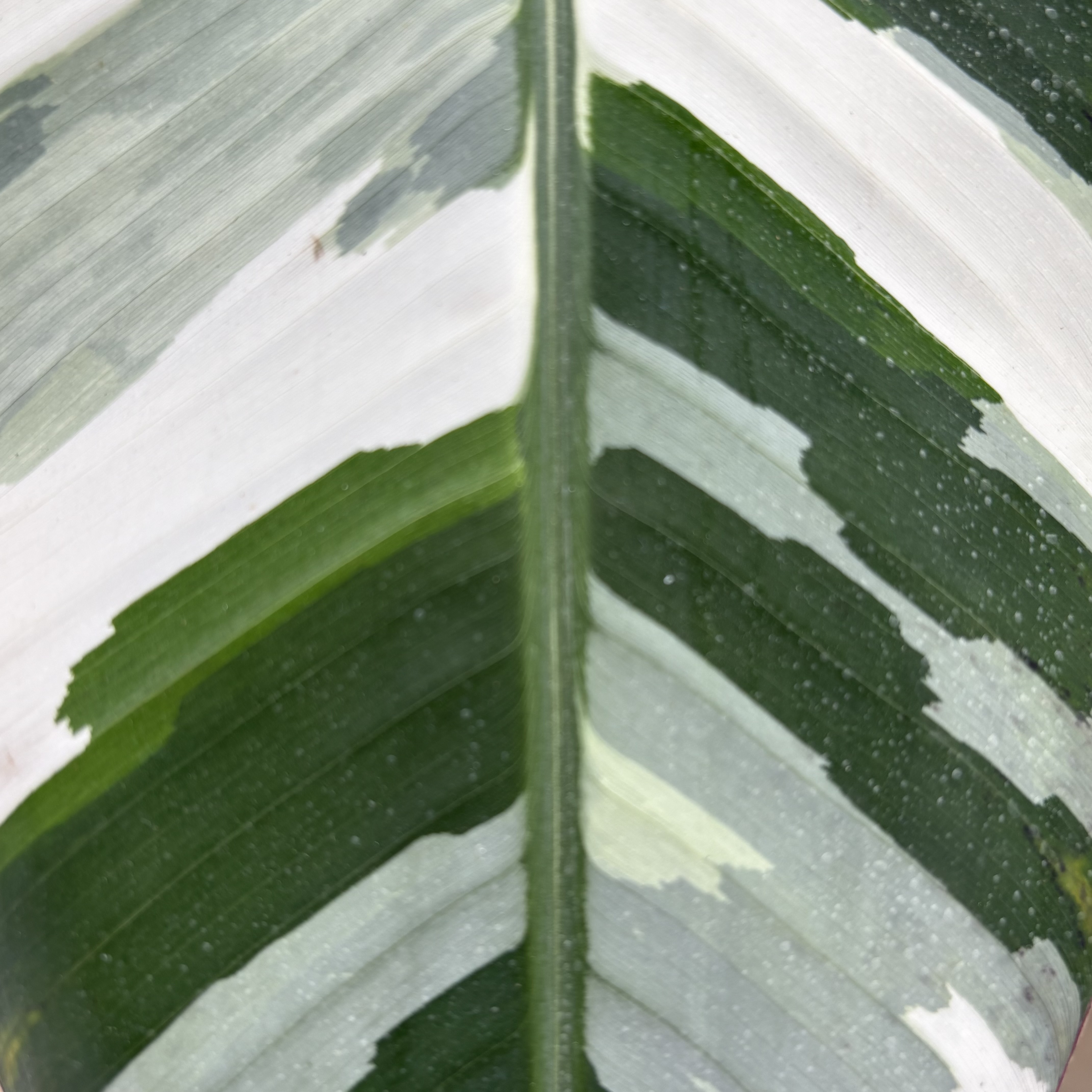 Musa Banana Florida Variegated