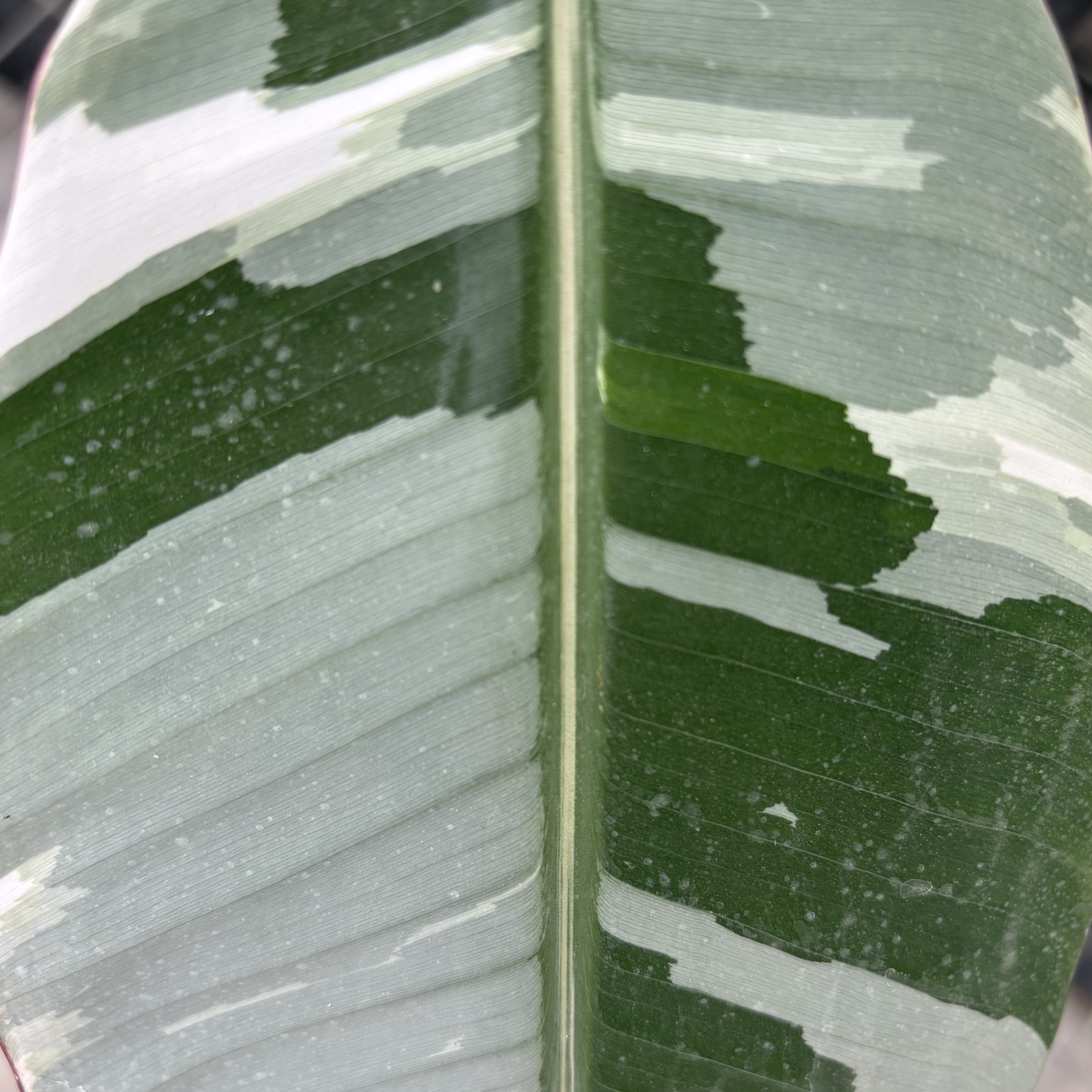 Musa Banana Florida Variegated