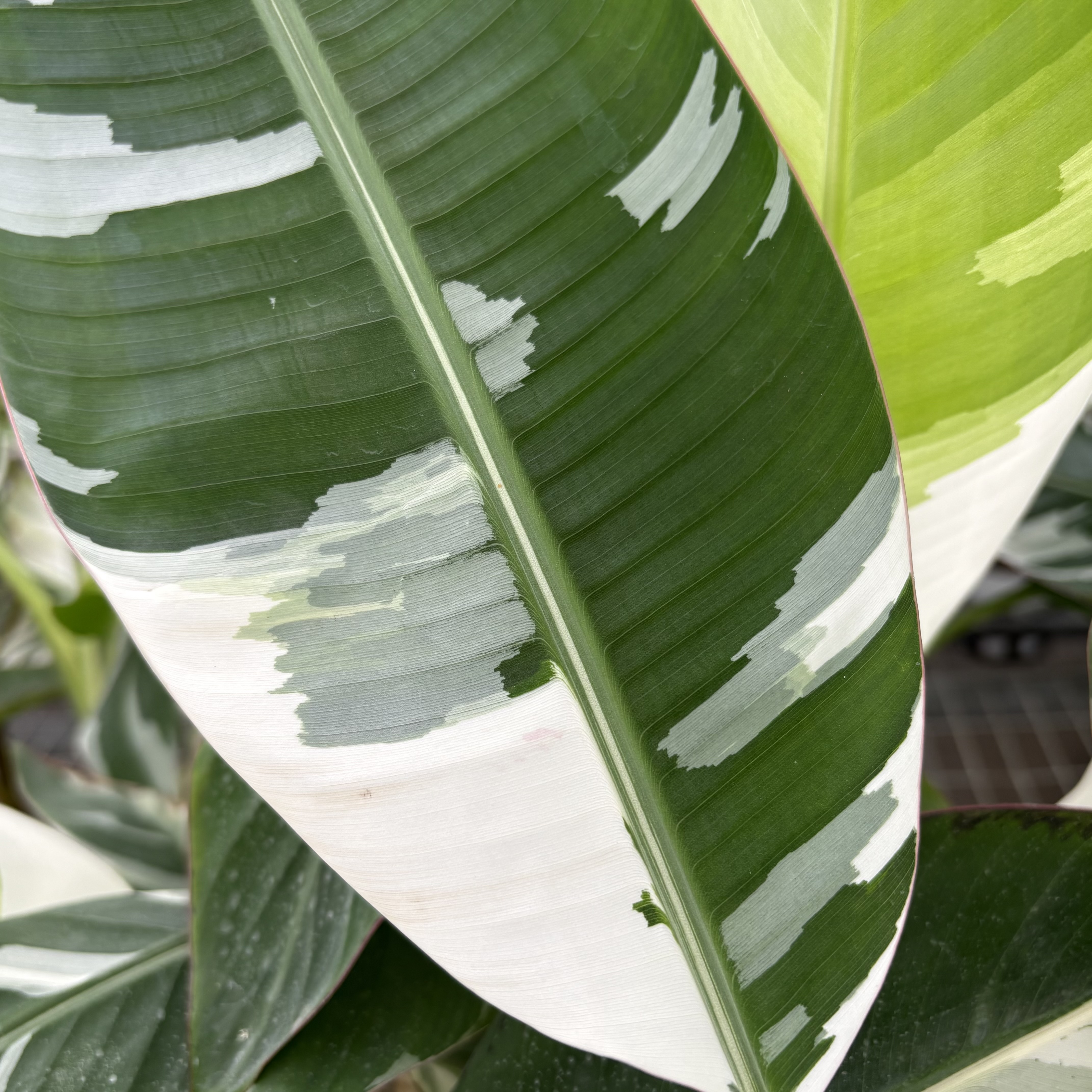 Musa Banana Florida Variegated