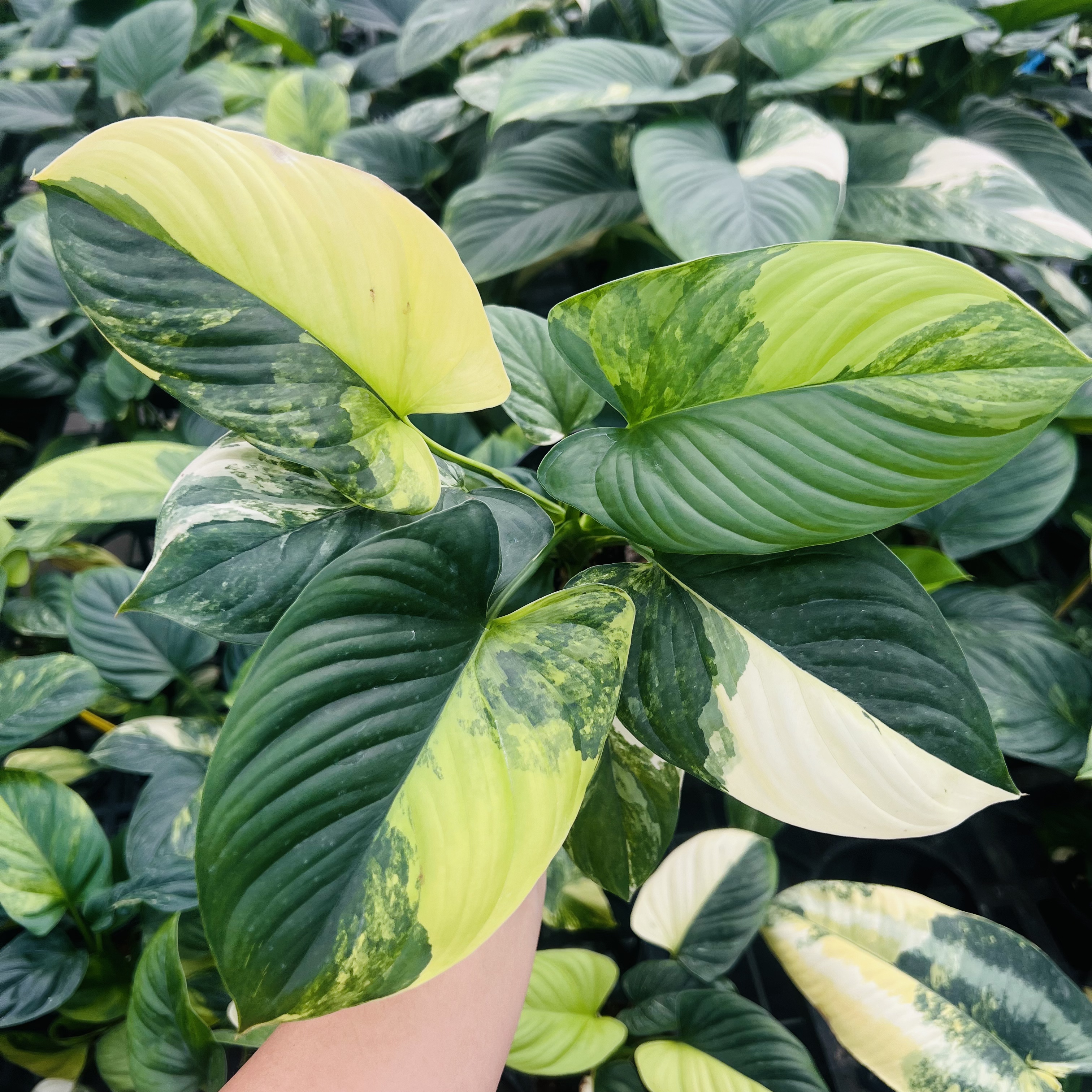 Homalomena Occulta Variegated