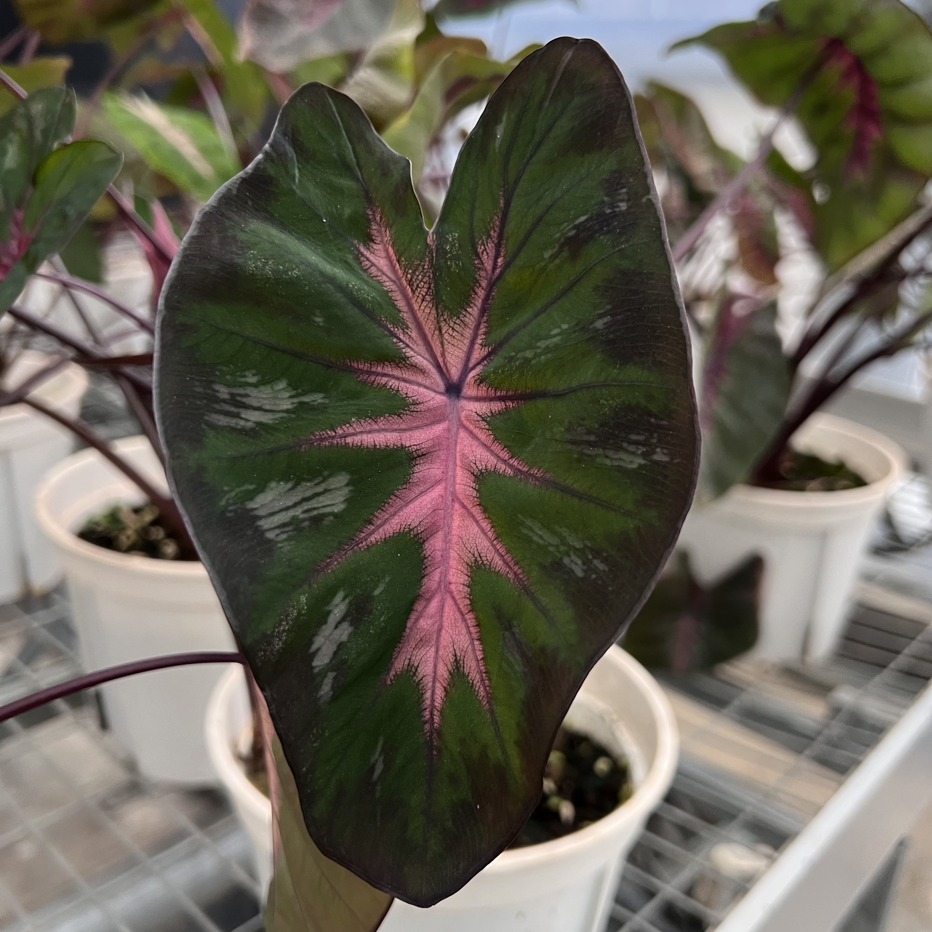 Colocasia Bastet Queen