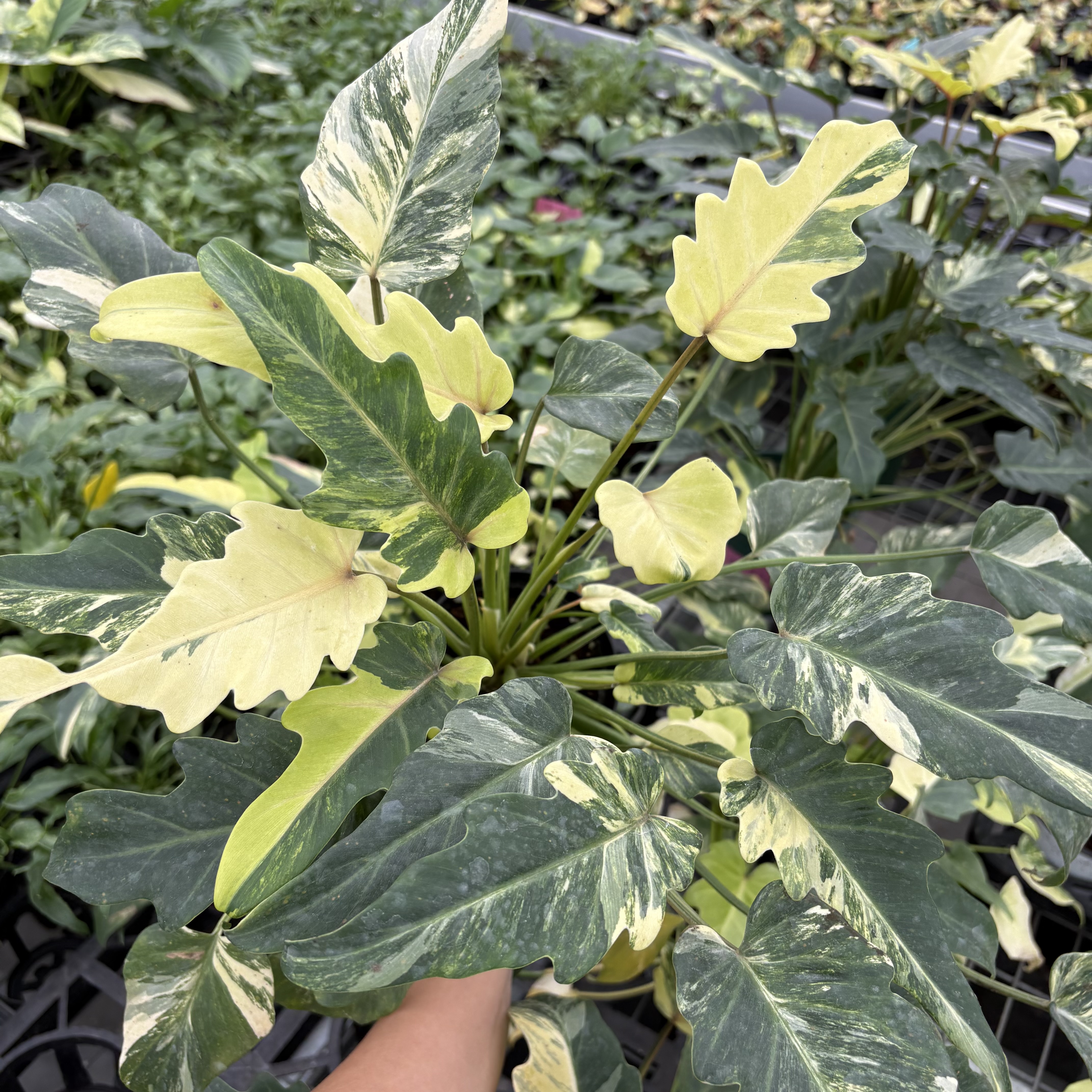 Philodendron Xanadu Variegated
