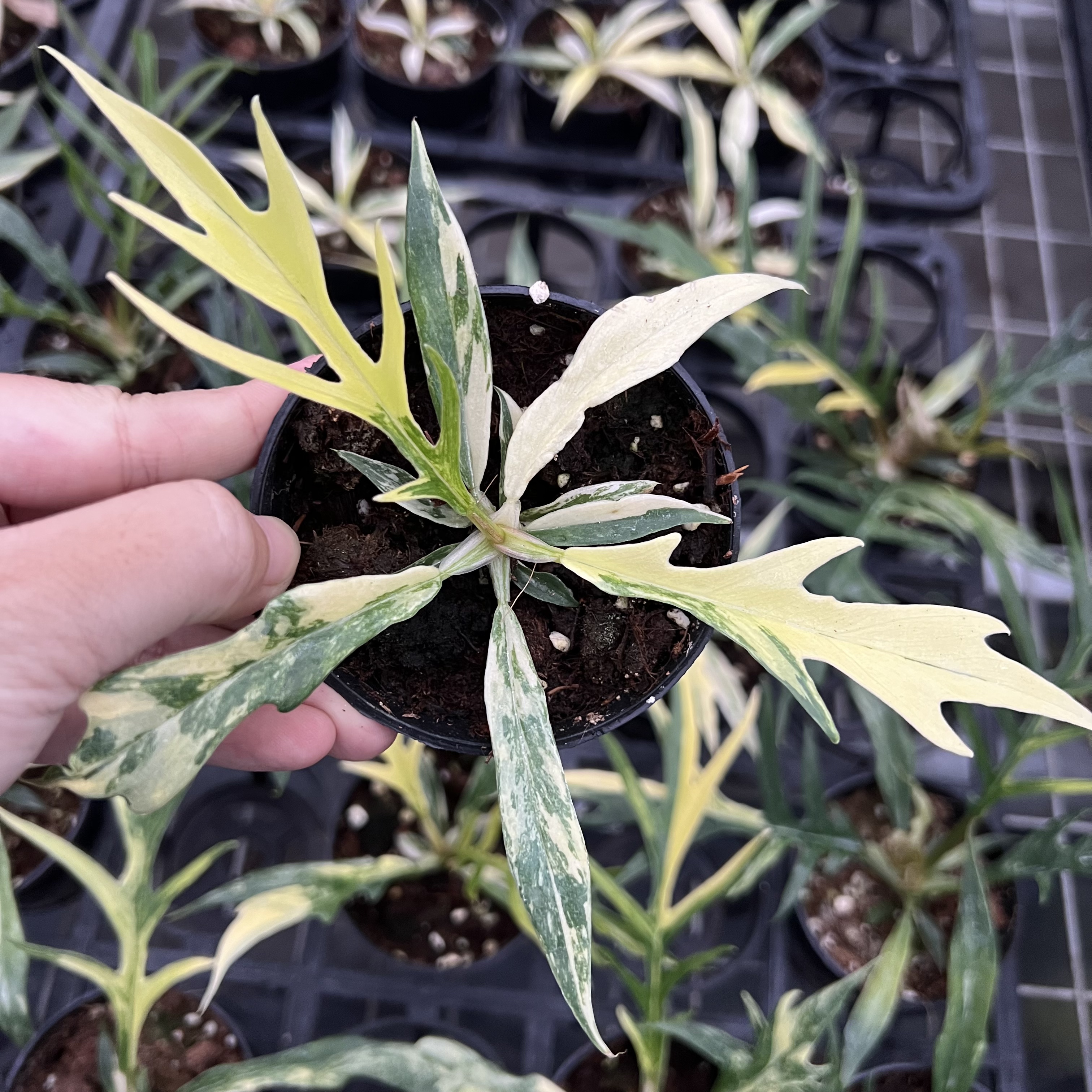 Philodendron Tortum Variegated