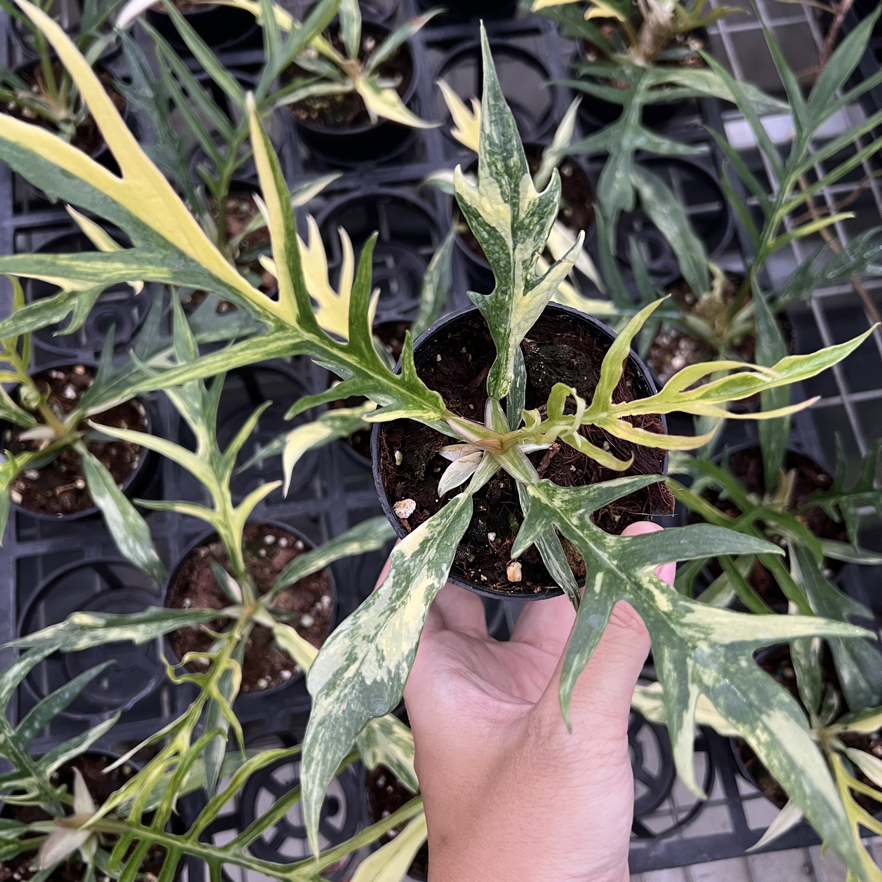 Philodendron Tortum Variegated