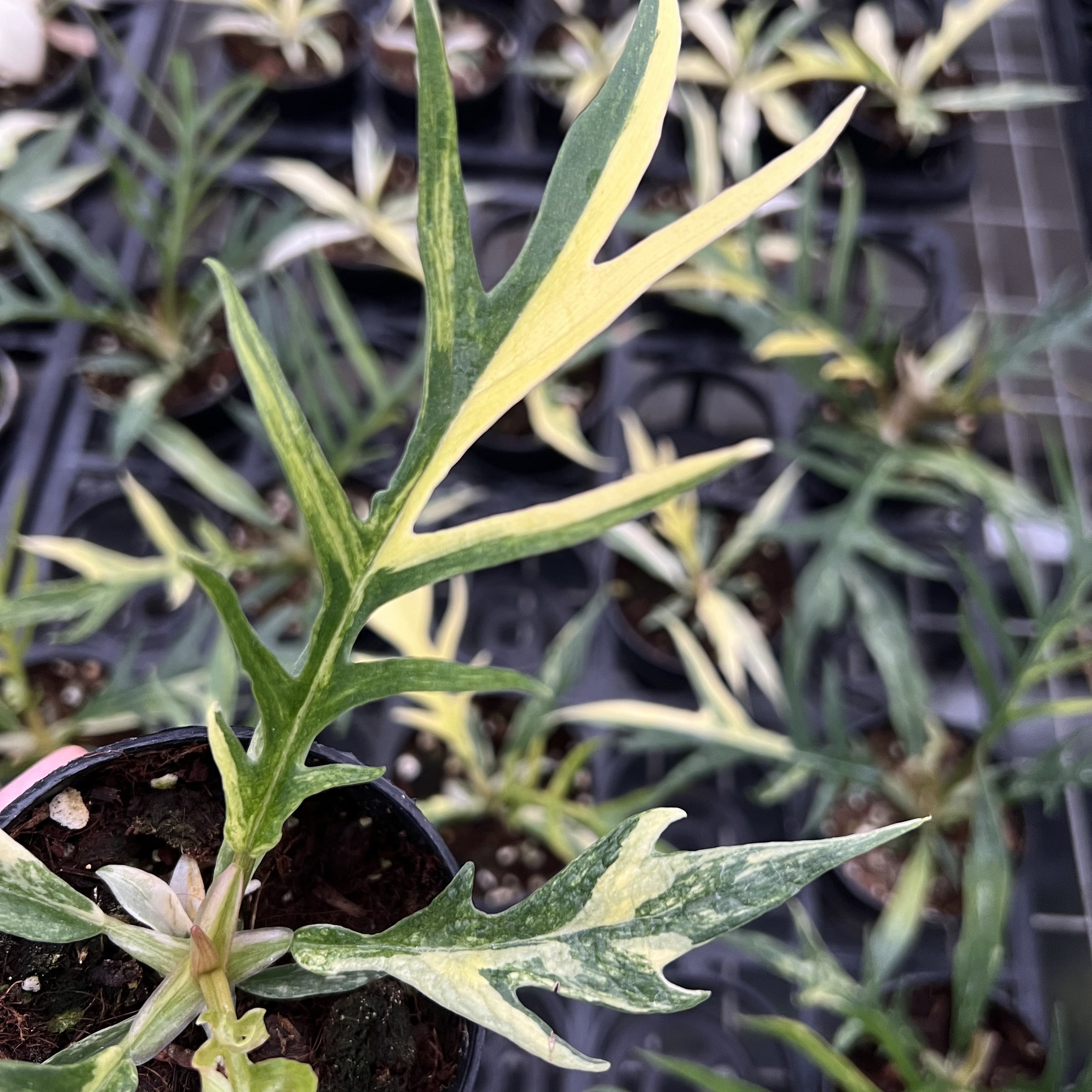 Philodendron Tortum Variegated