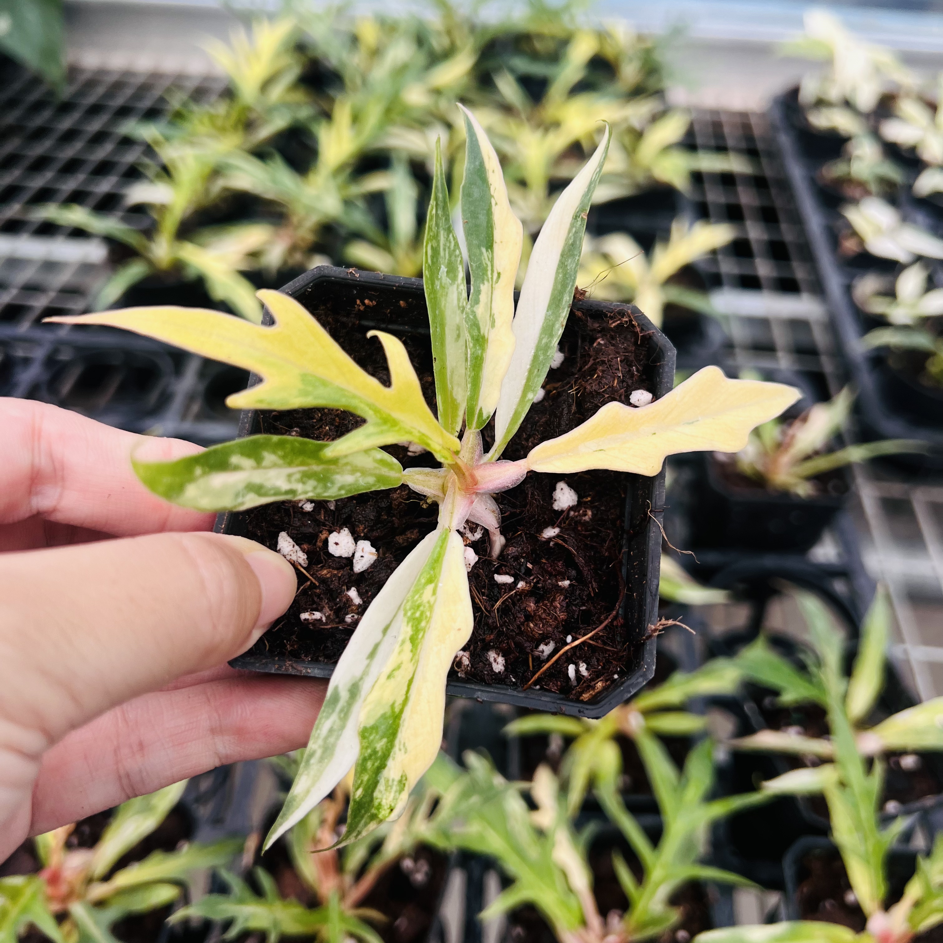 Philodendron Tortum Variegated