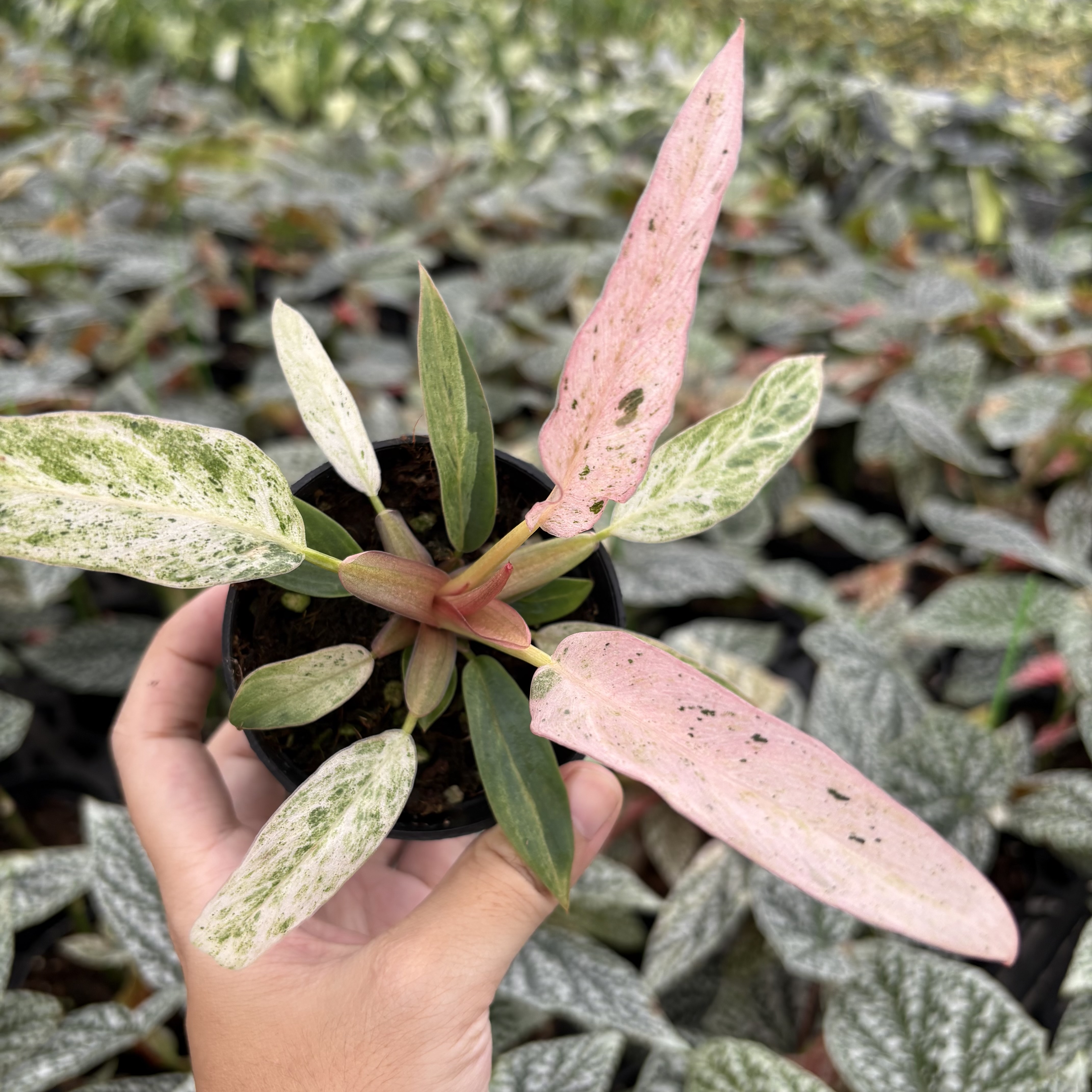 Philodendron Strawberry Marble Variegated