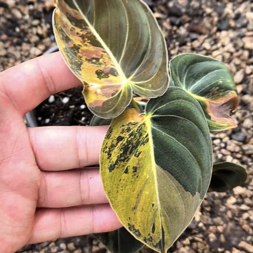 Philodendron Melanochrysum Pink Variegated