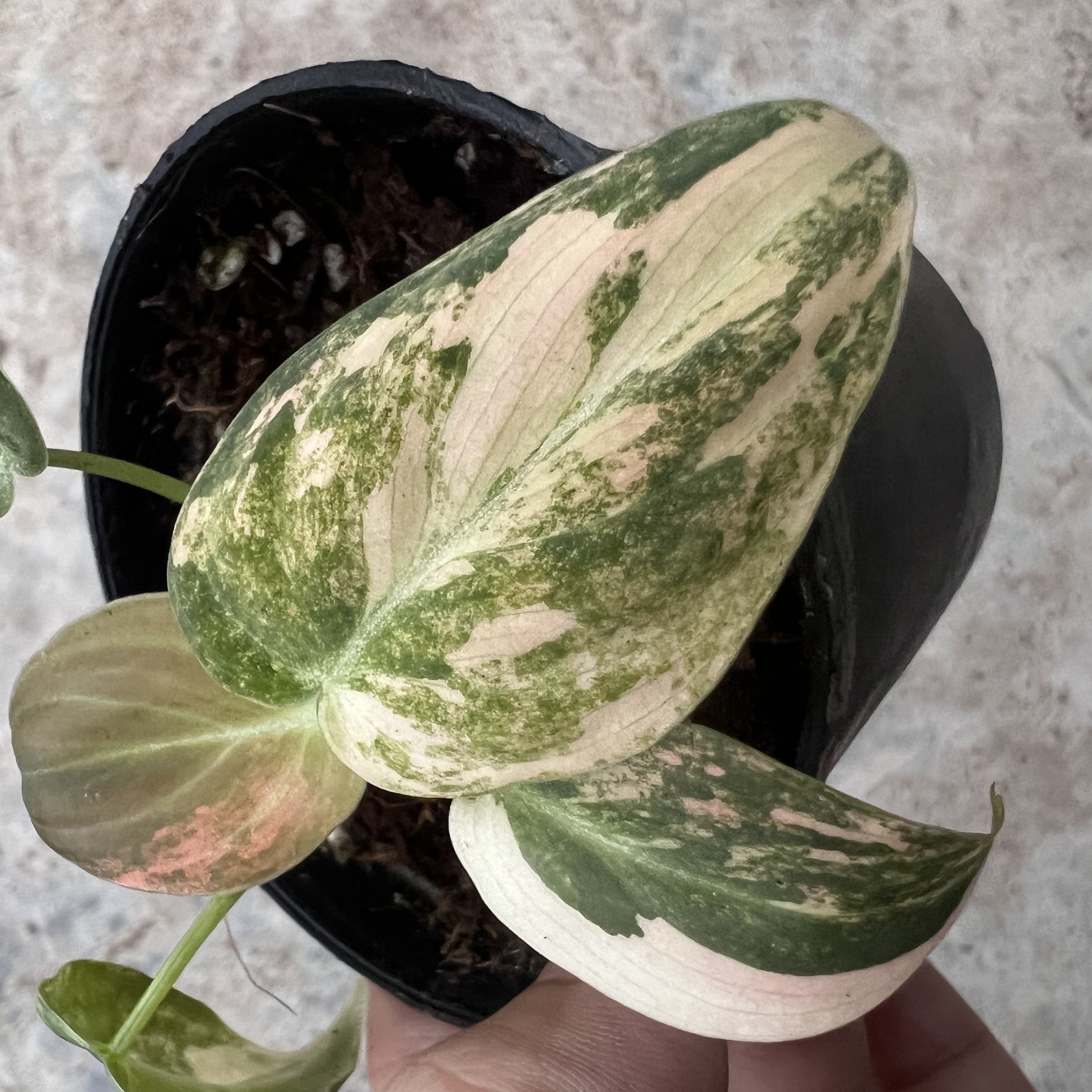 Philodendron Melanochrysum Pink Variegated