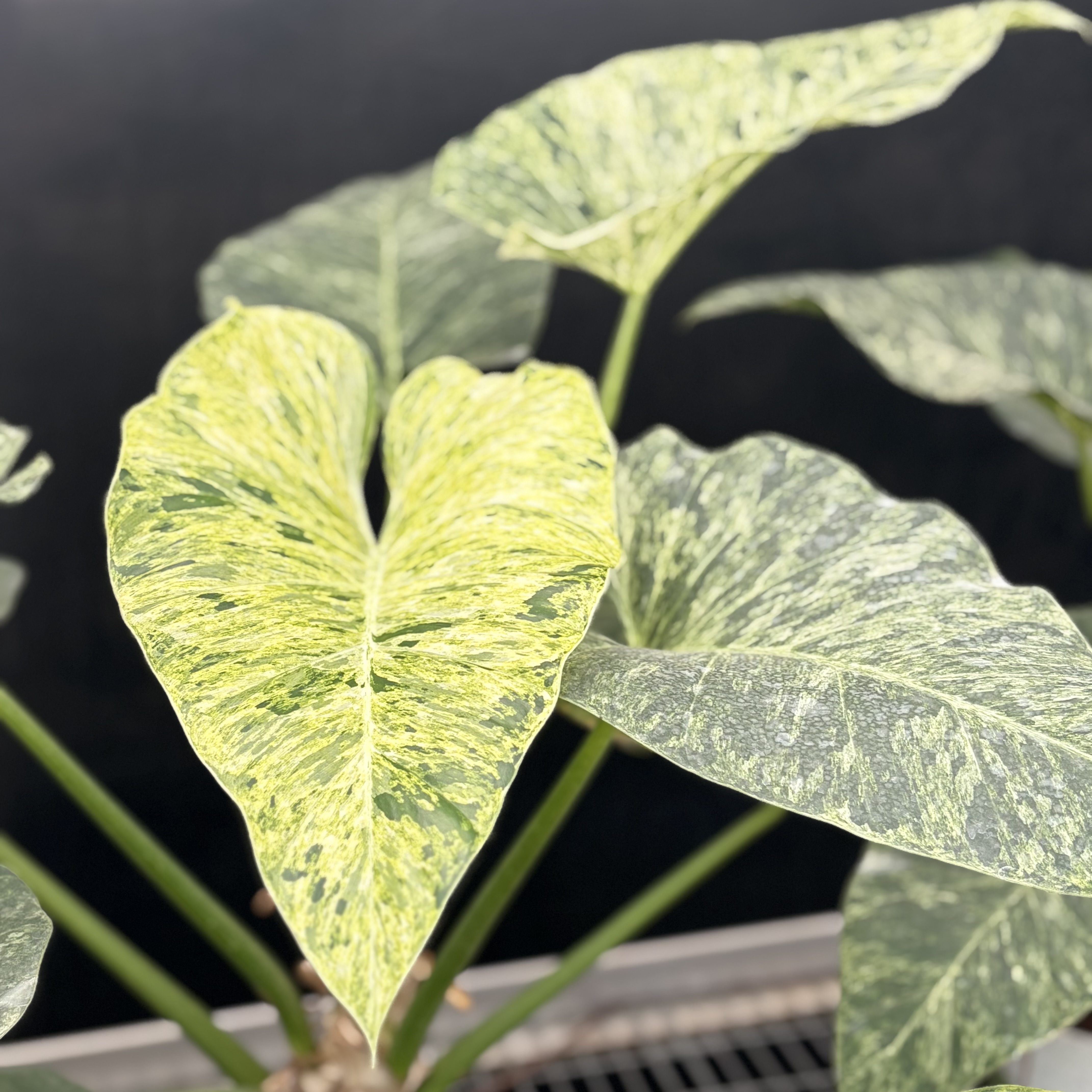 Philodendron Giganteum Blizzard