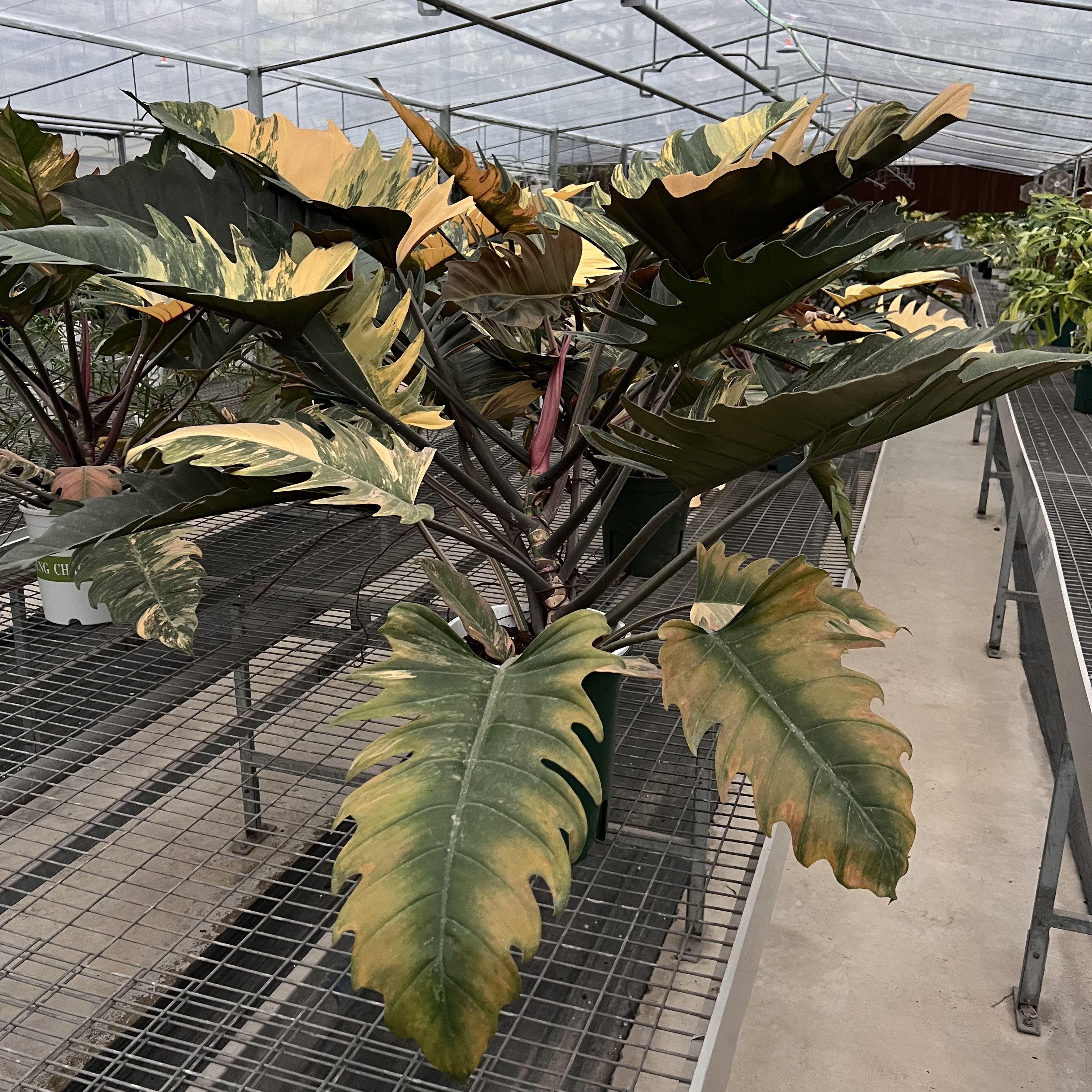 Philodendron Caramel Marble Variegated