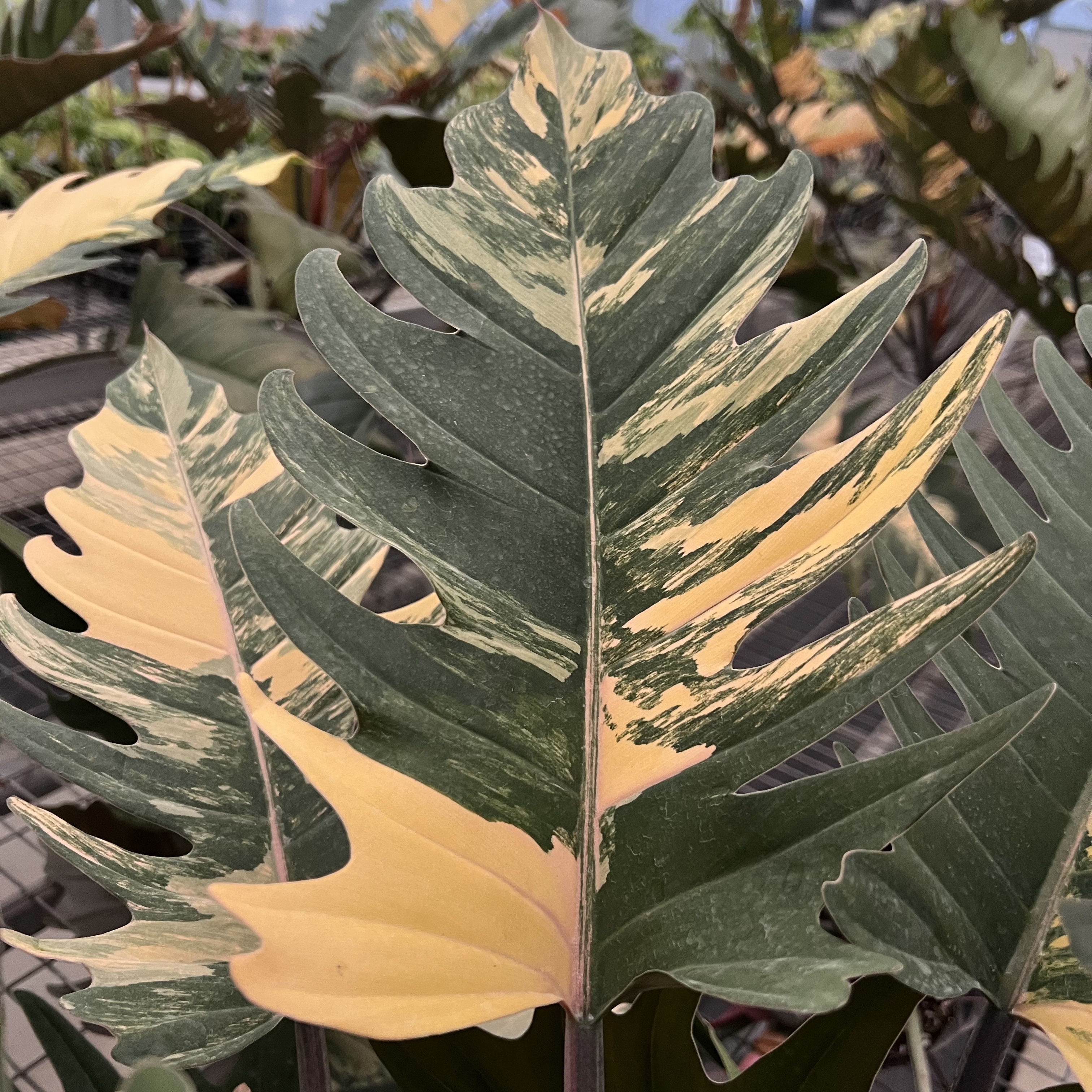 Philodendron Caramel Marble Variegated