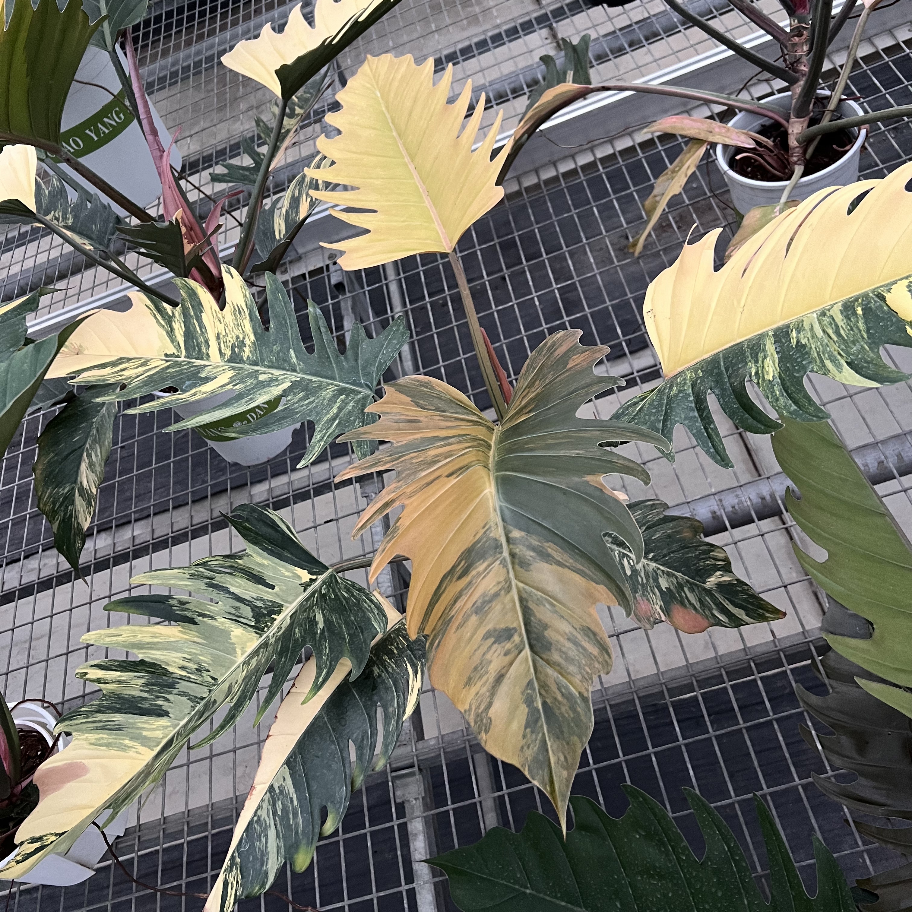 Philodendron Caramel Marble Variegated
