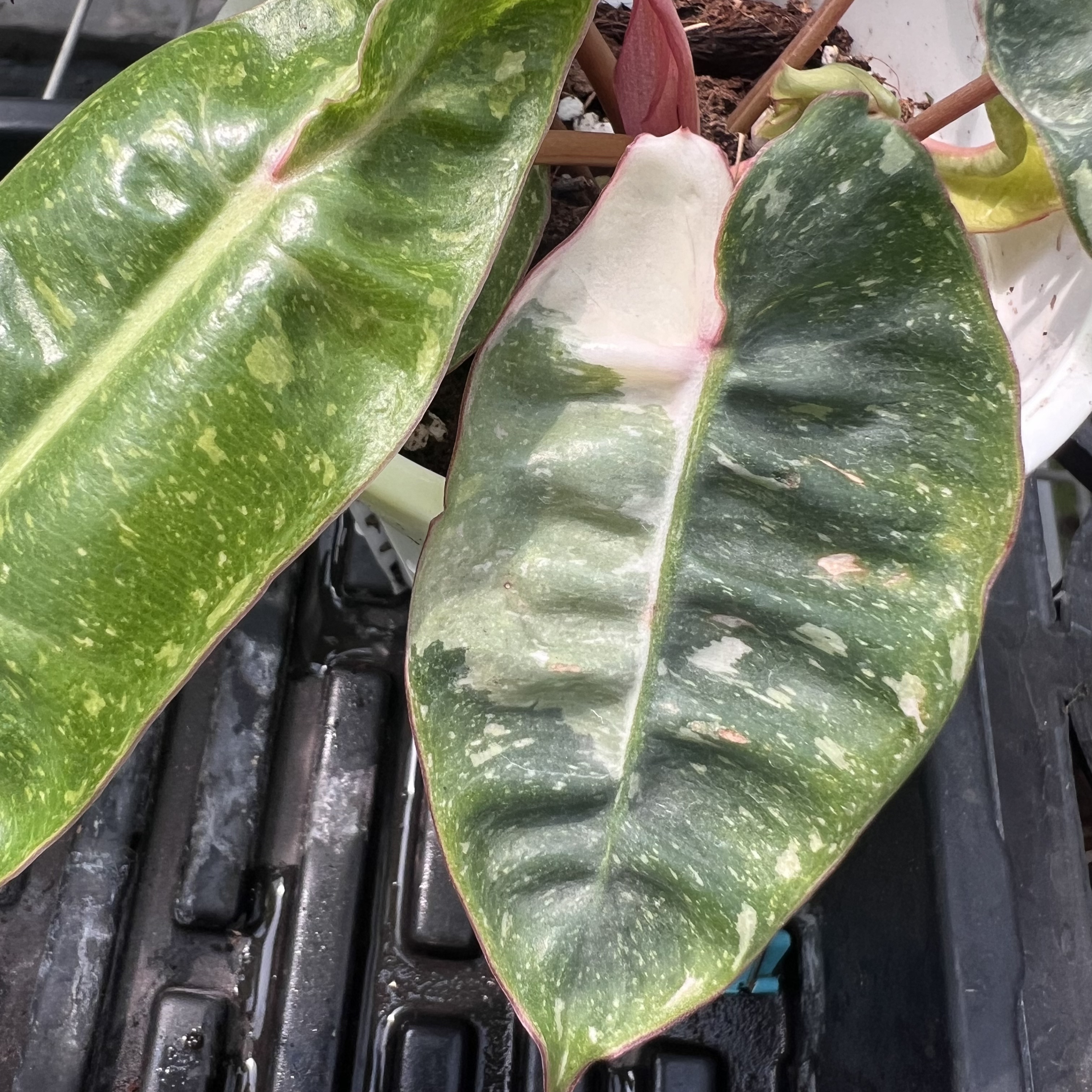 Philodendron Billietiae Snowfall Variegated