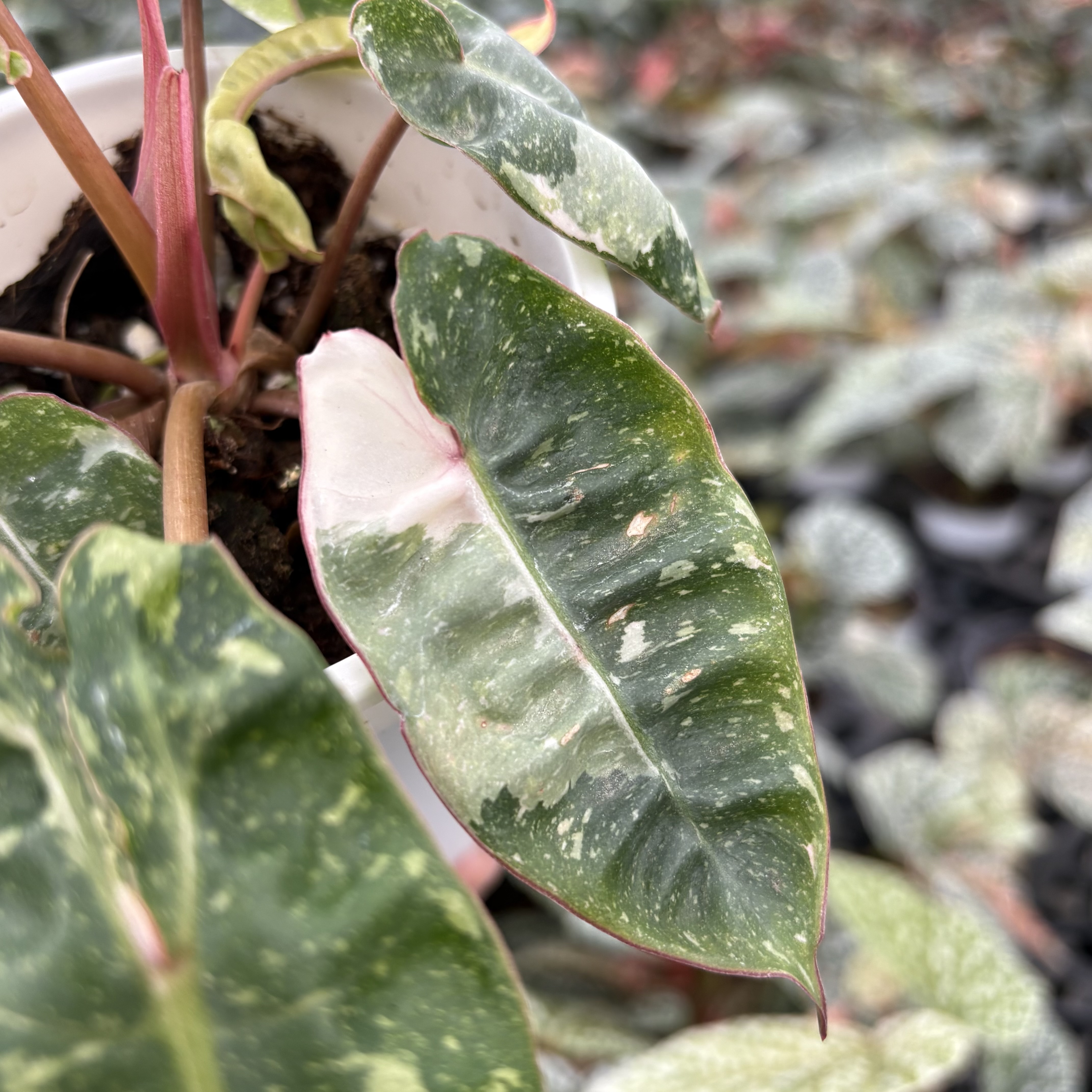 Philodendron Billietiae Snowfall Variegated