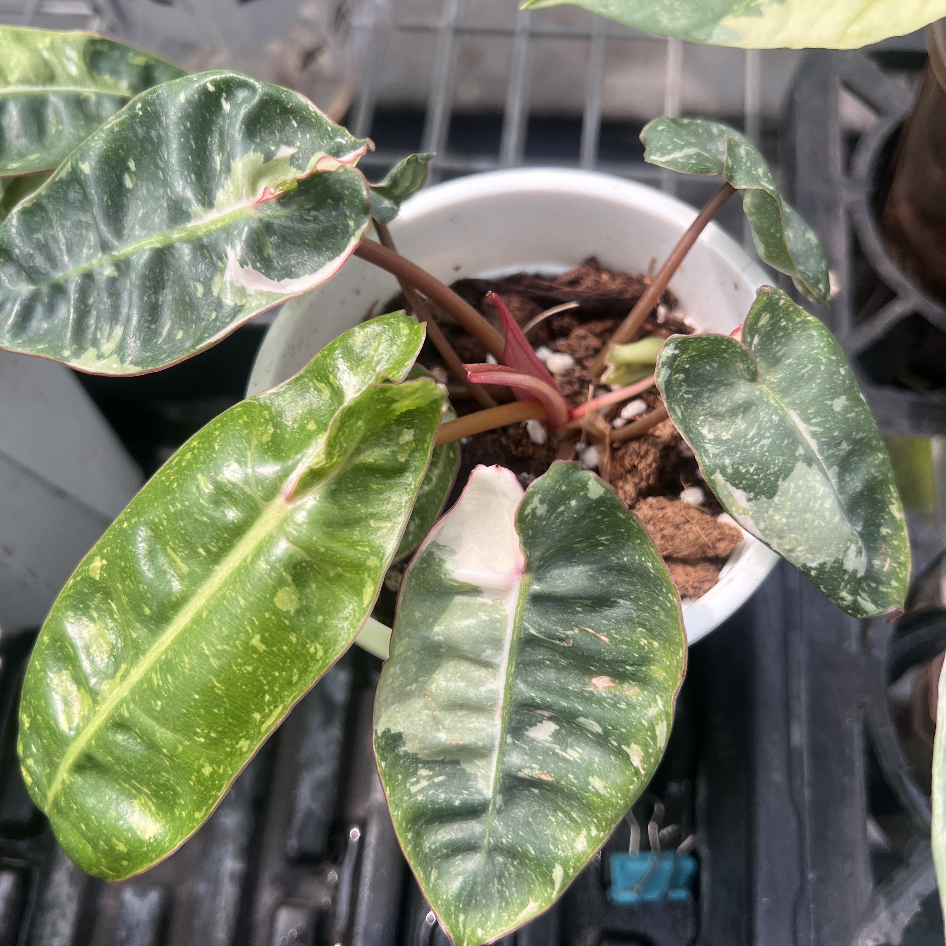 Philodendron Billietiae Snowfall Variegated