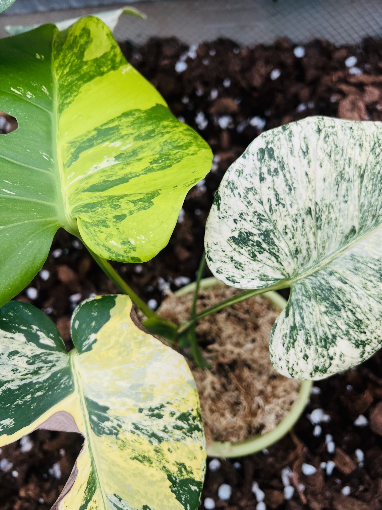 Monstera White Monster Tri-Color
