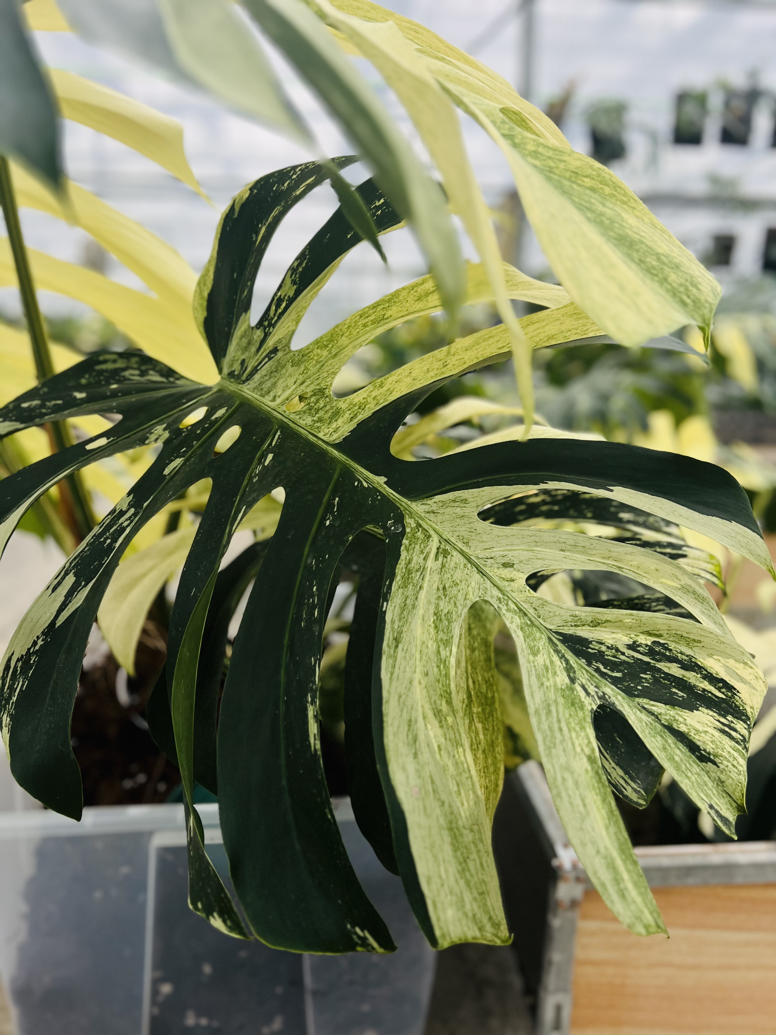 Monstera Mint