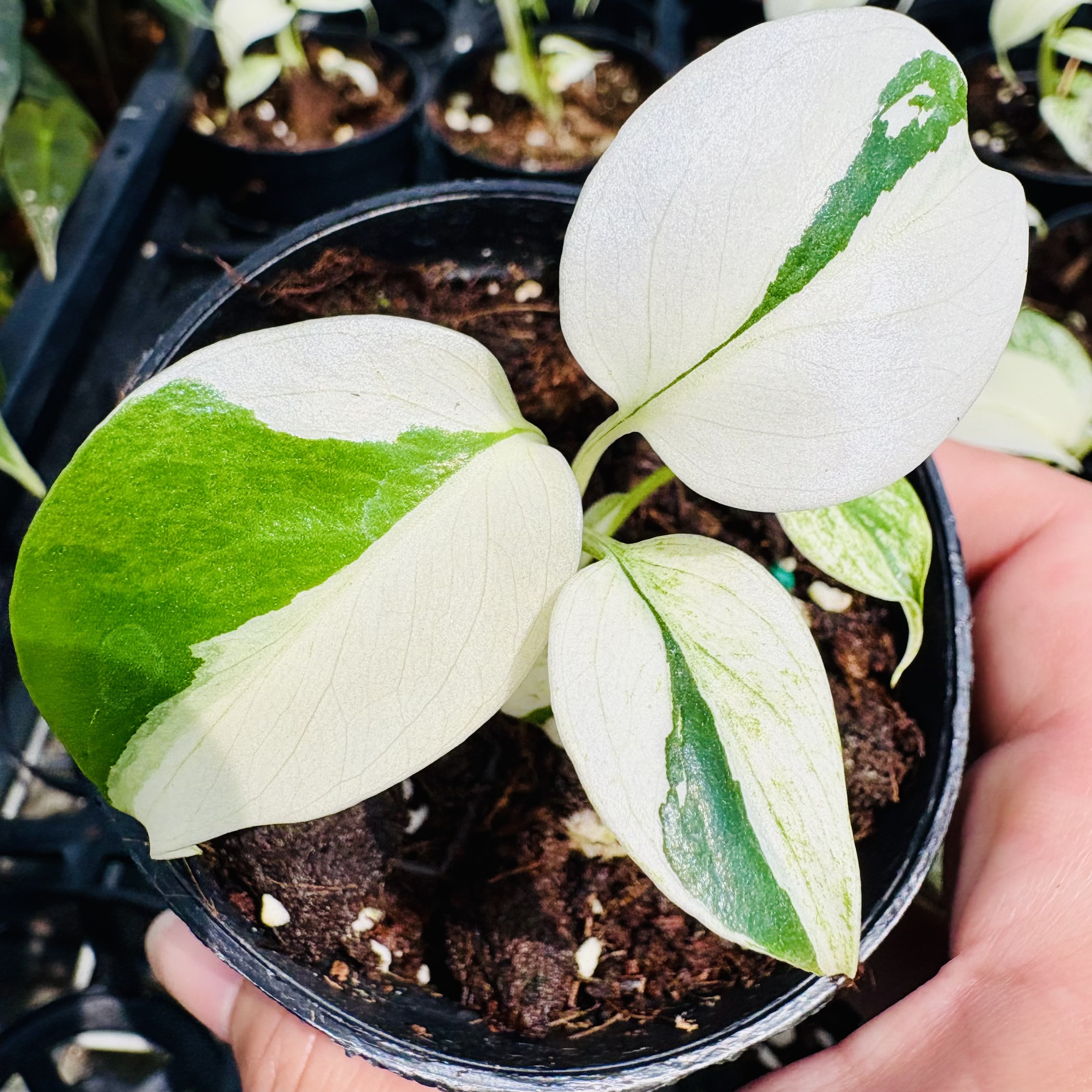 Monstera Mint