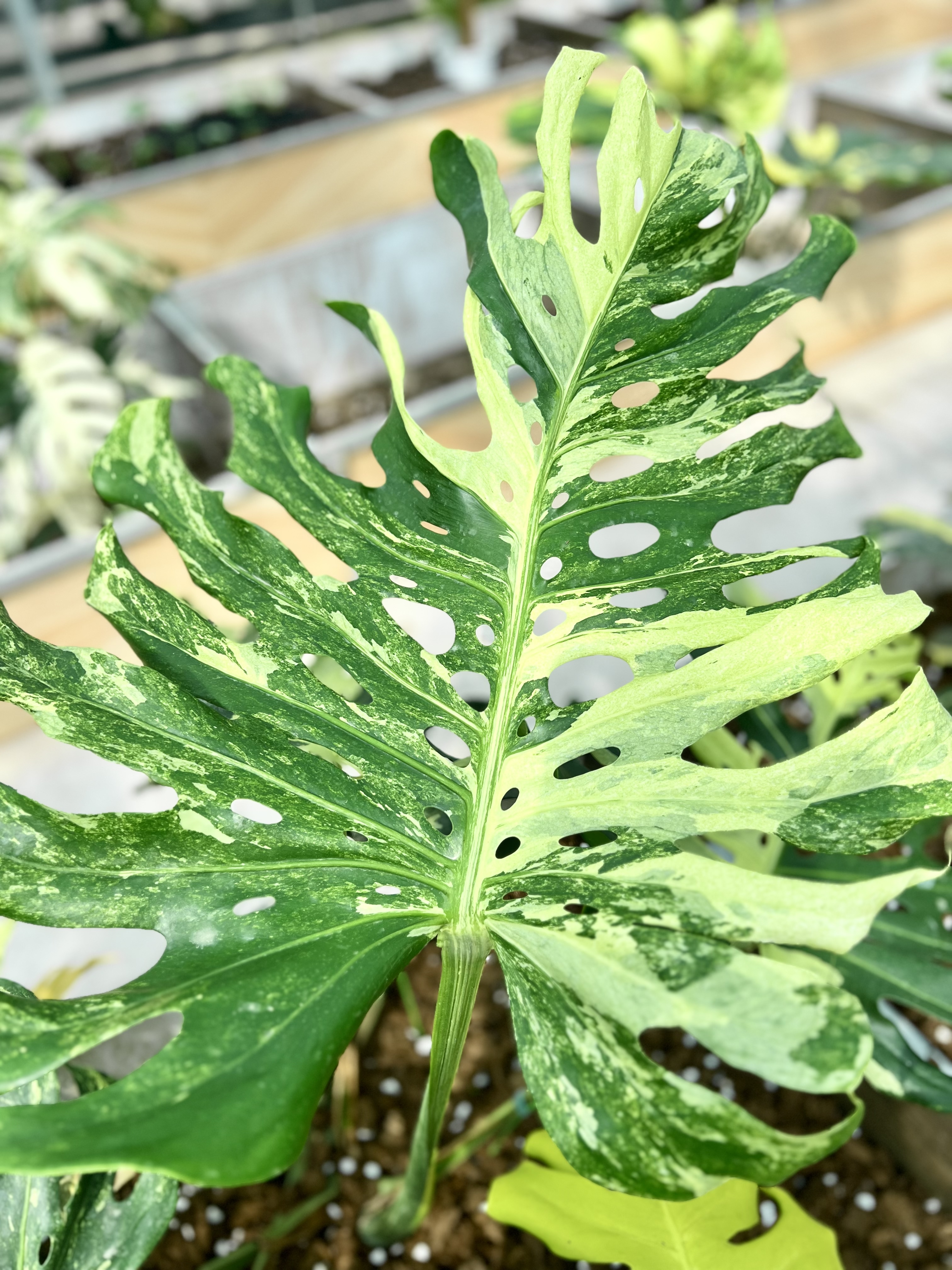 Monstera Masterpiece Indonesia Version