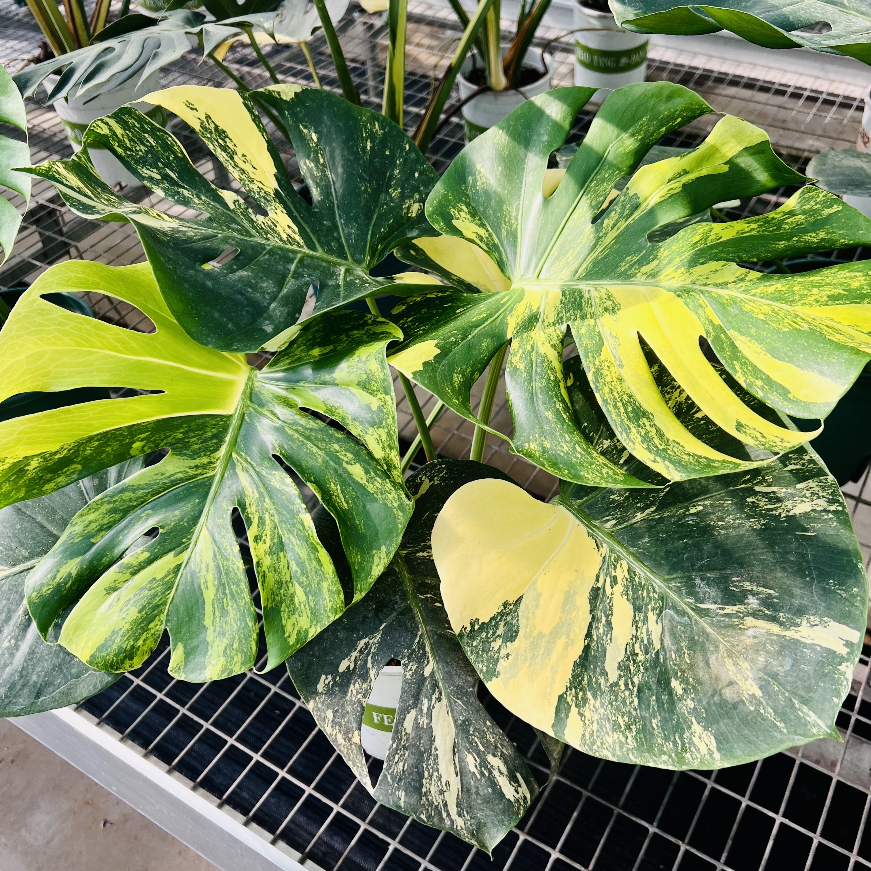 Monstera Lemon Pom Pom Round Leaf
