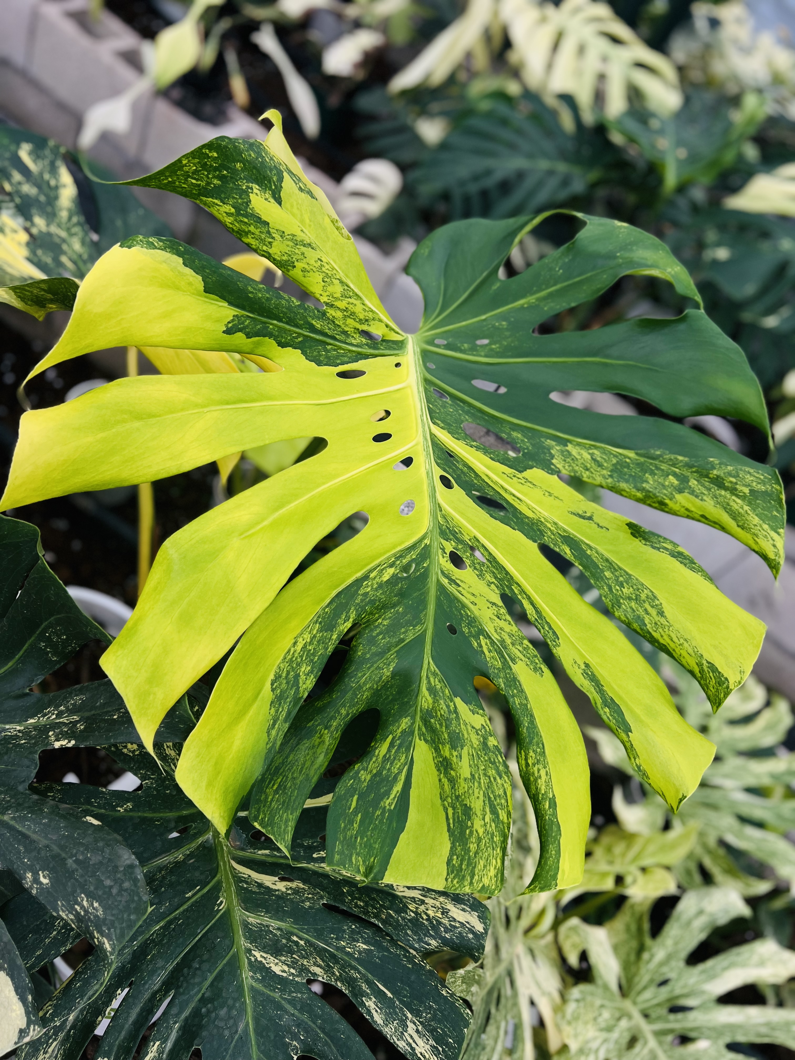 Monstera Lemon Pom Pom Round Leaf