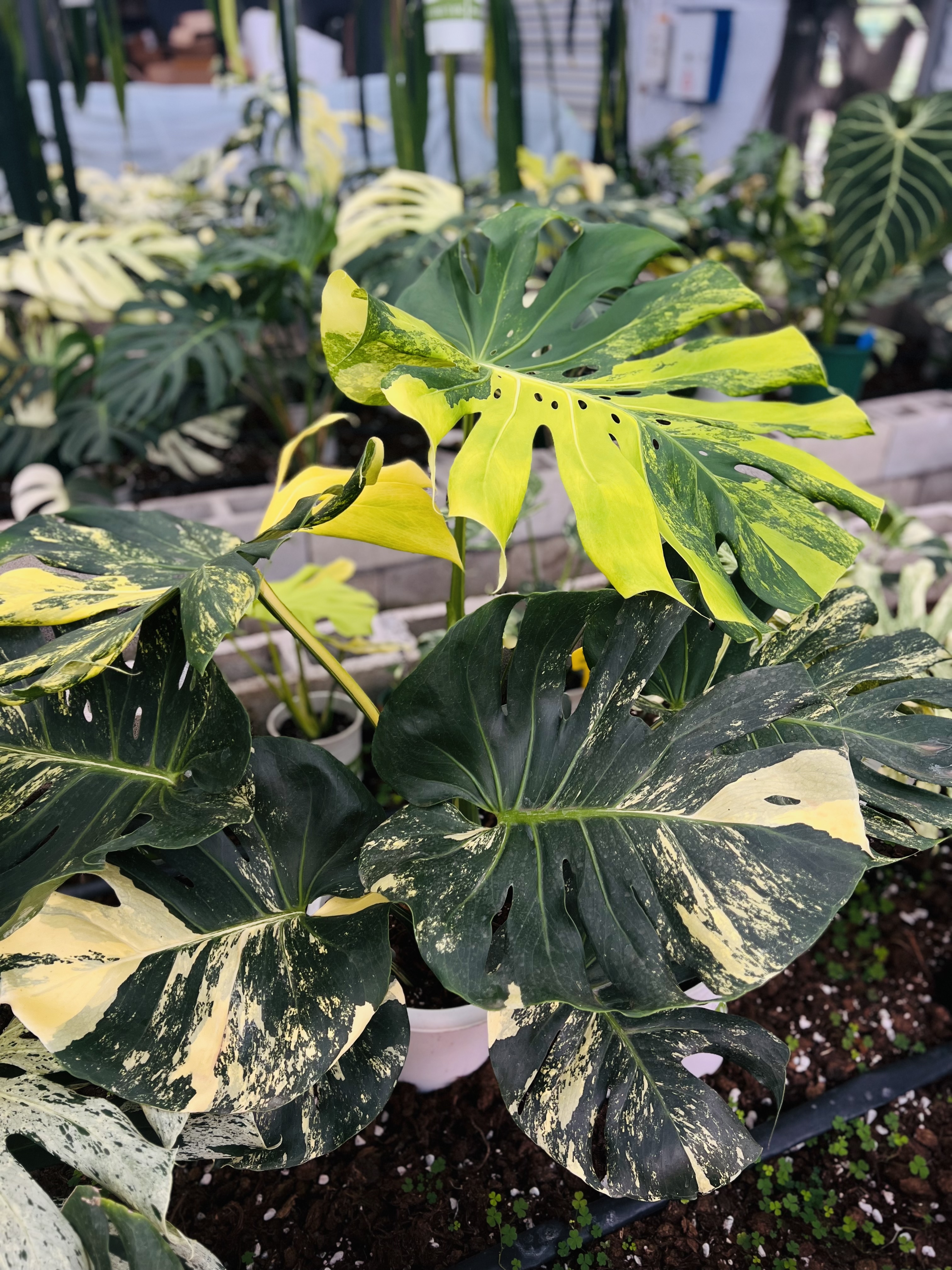 Monstera Lemon Pom Pom Round Leaf