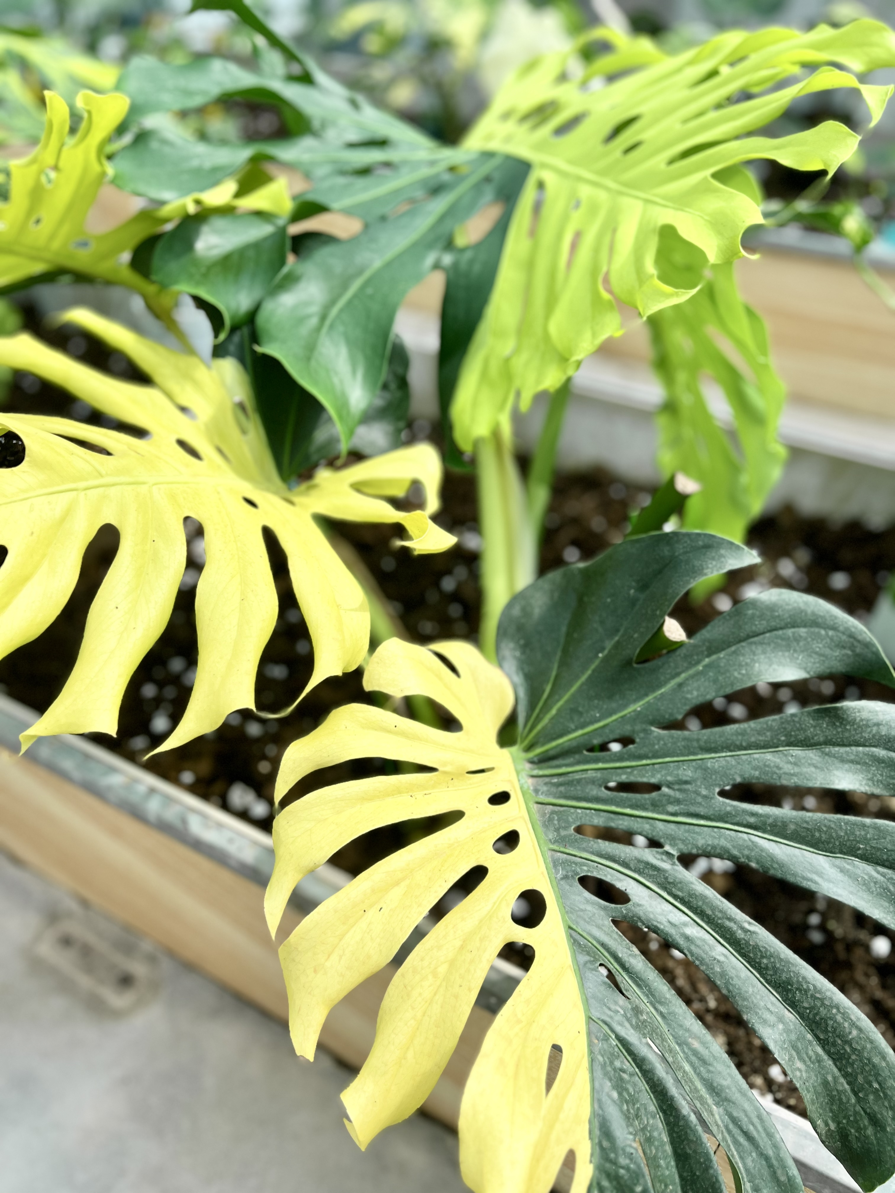 Monstera Lemon Lime