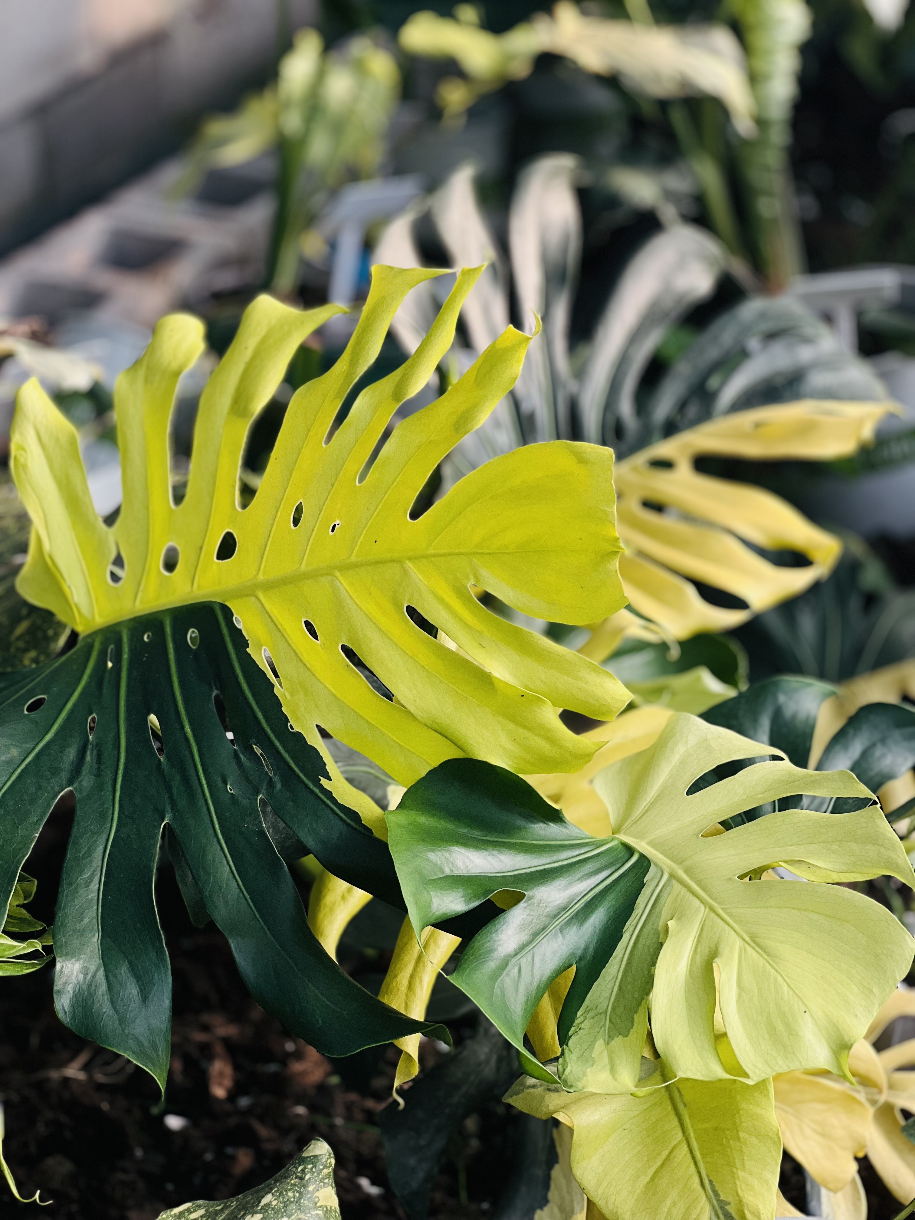 Monstera Lemon Lime