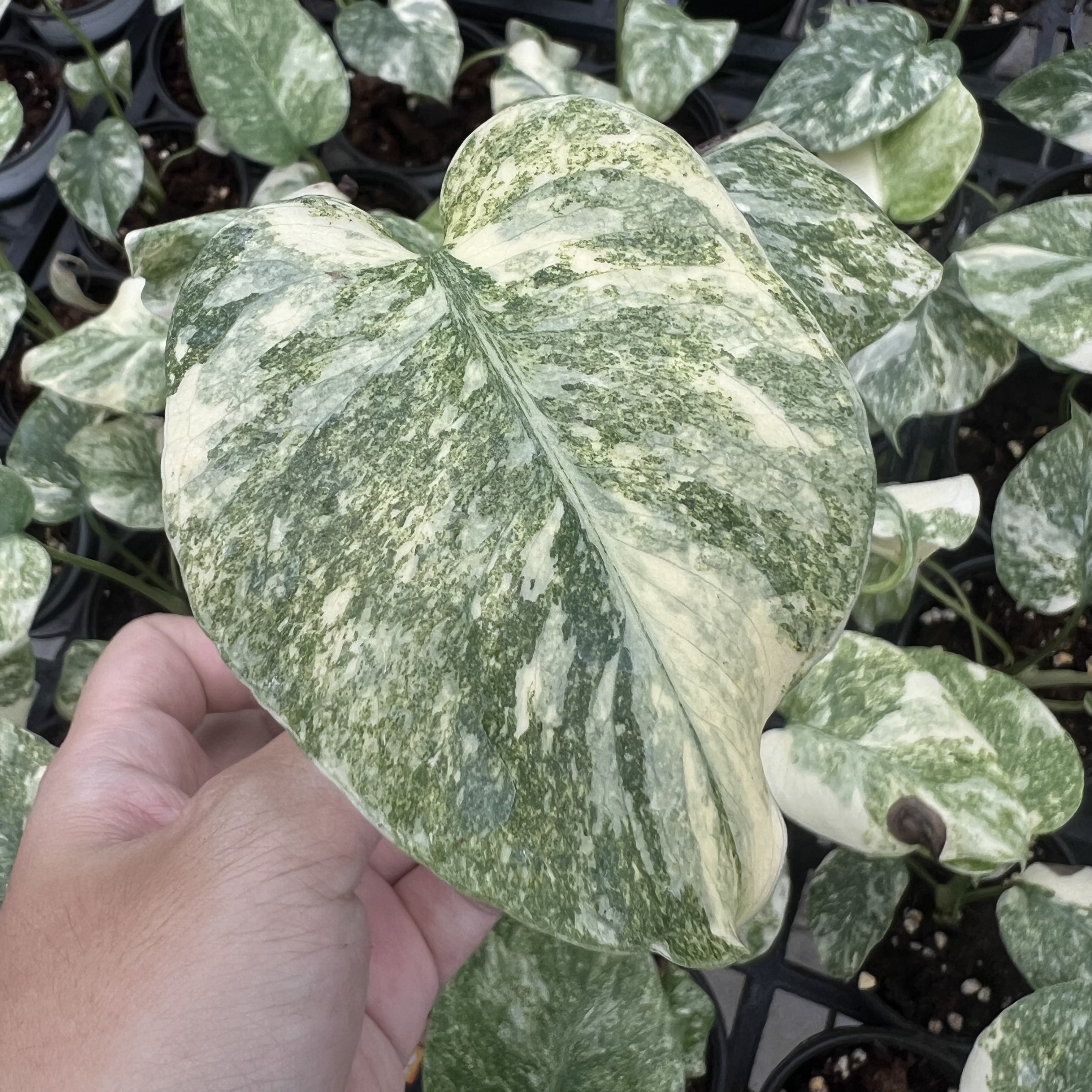 Monstera Legacy