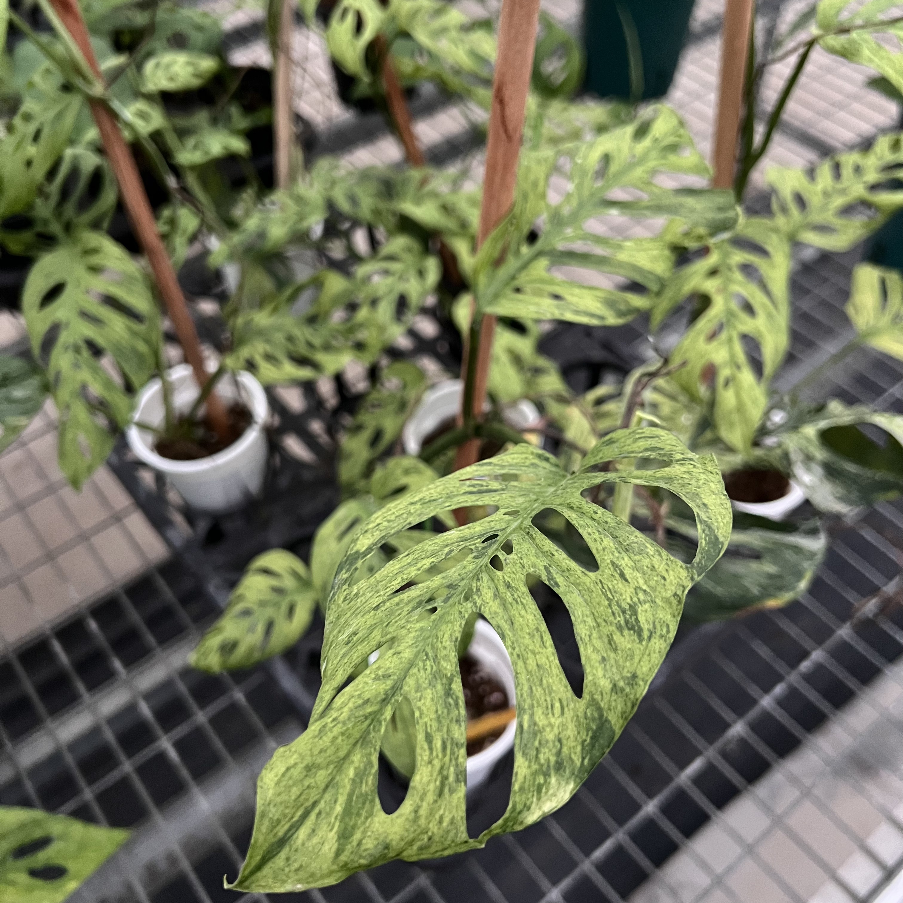 Monstera Frozen Freckles