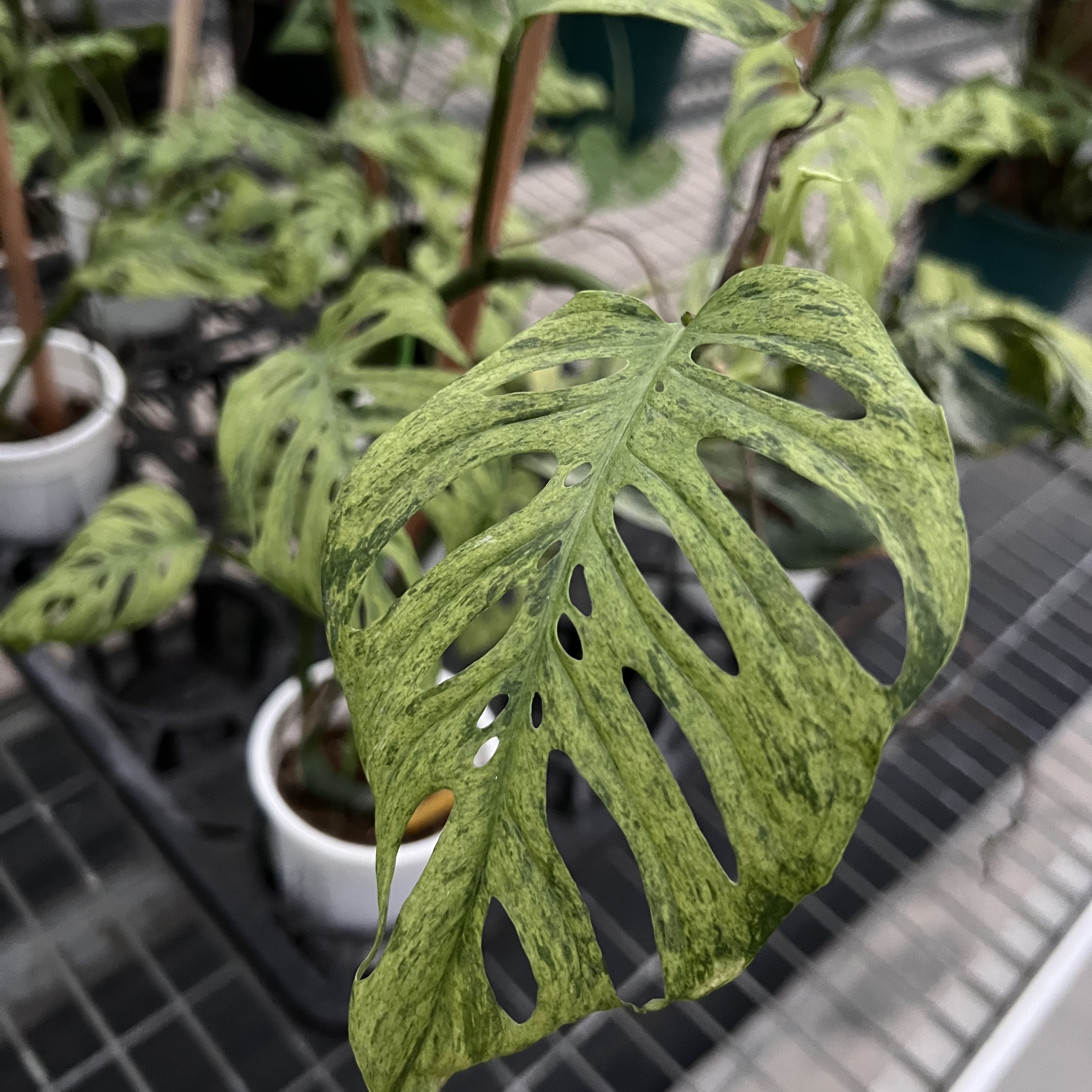 Monstera Frozen Freckles