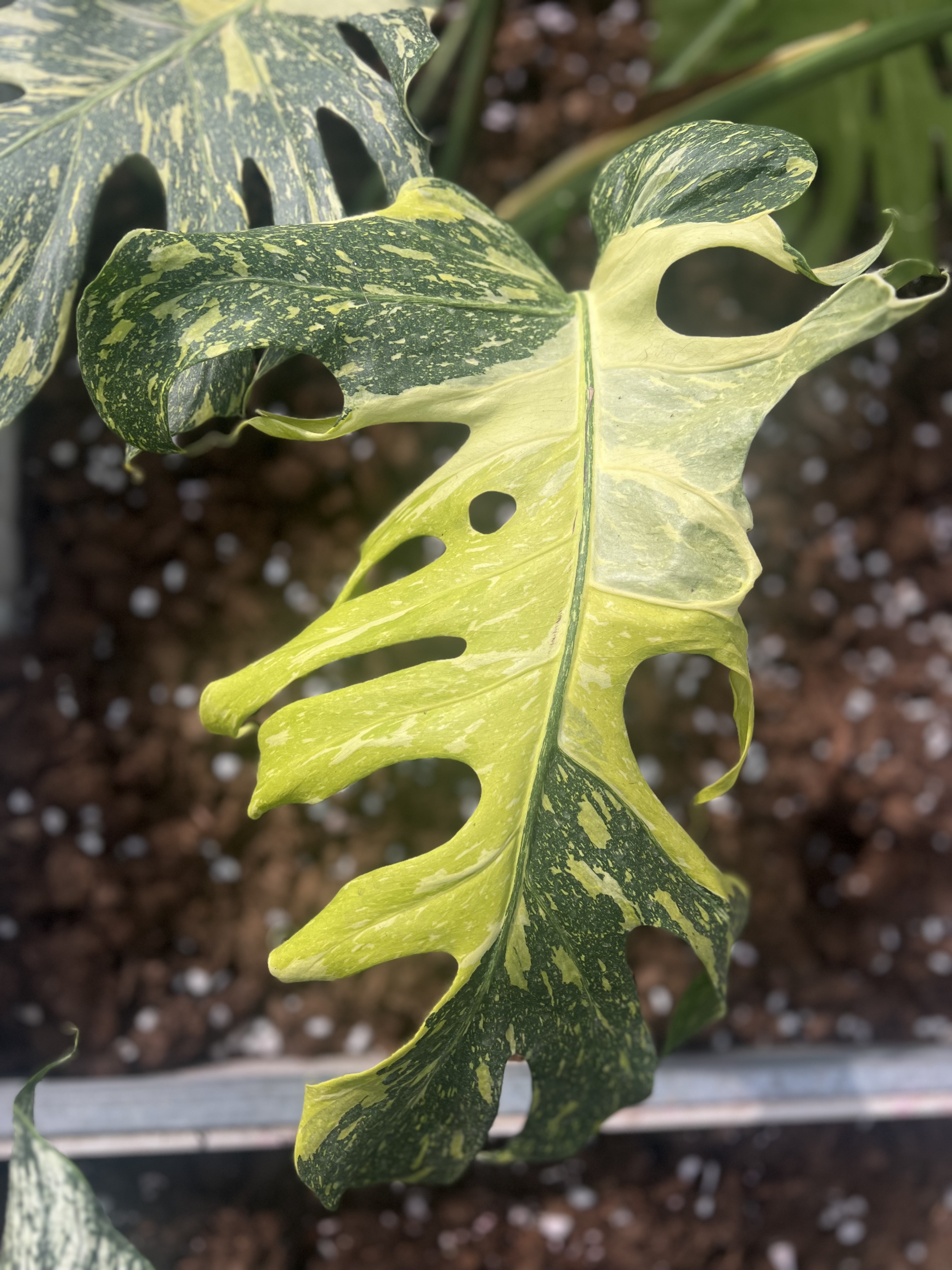 Monstera Electro Light Tri-color