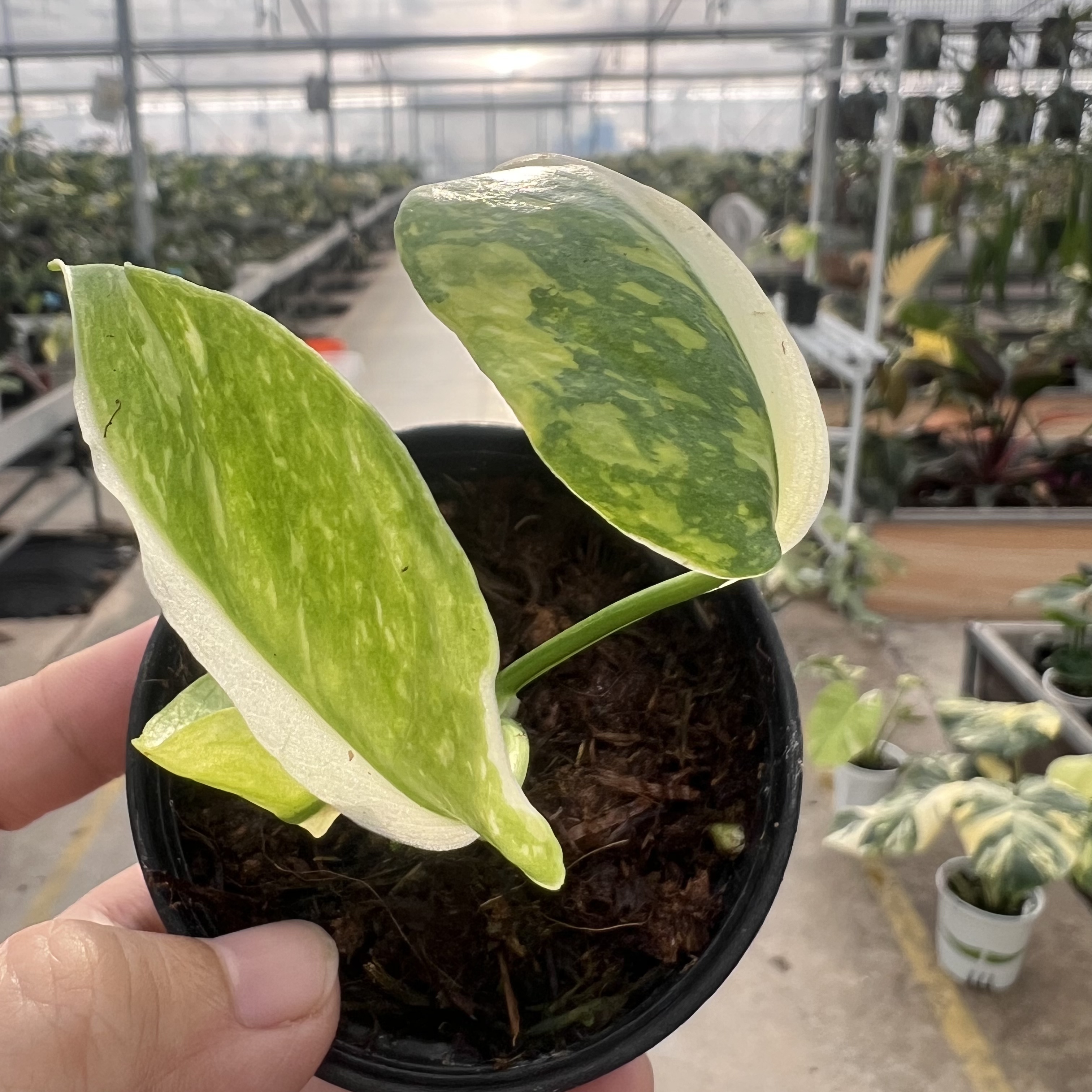 Monstera Electro Light Tri-color