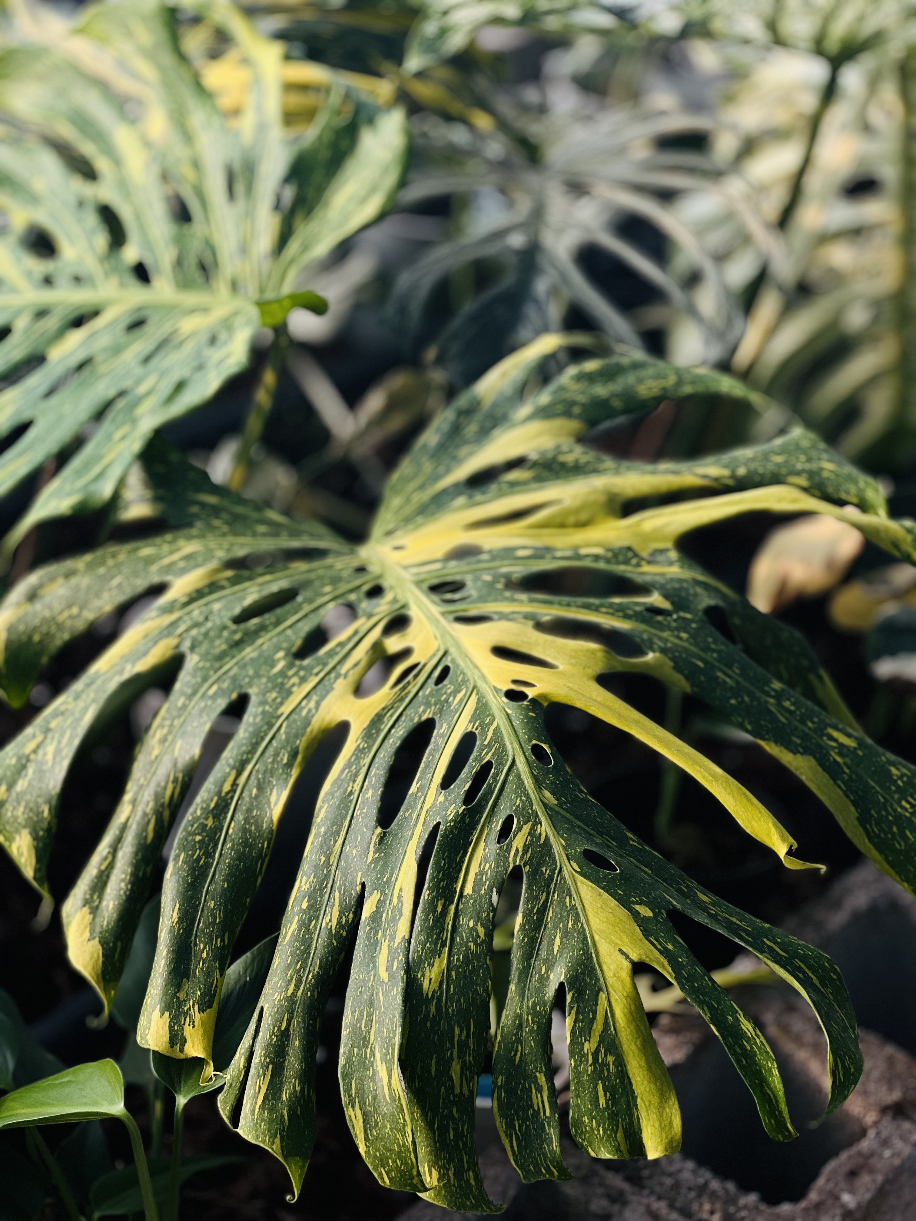 Monstera Electro Light