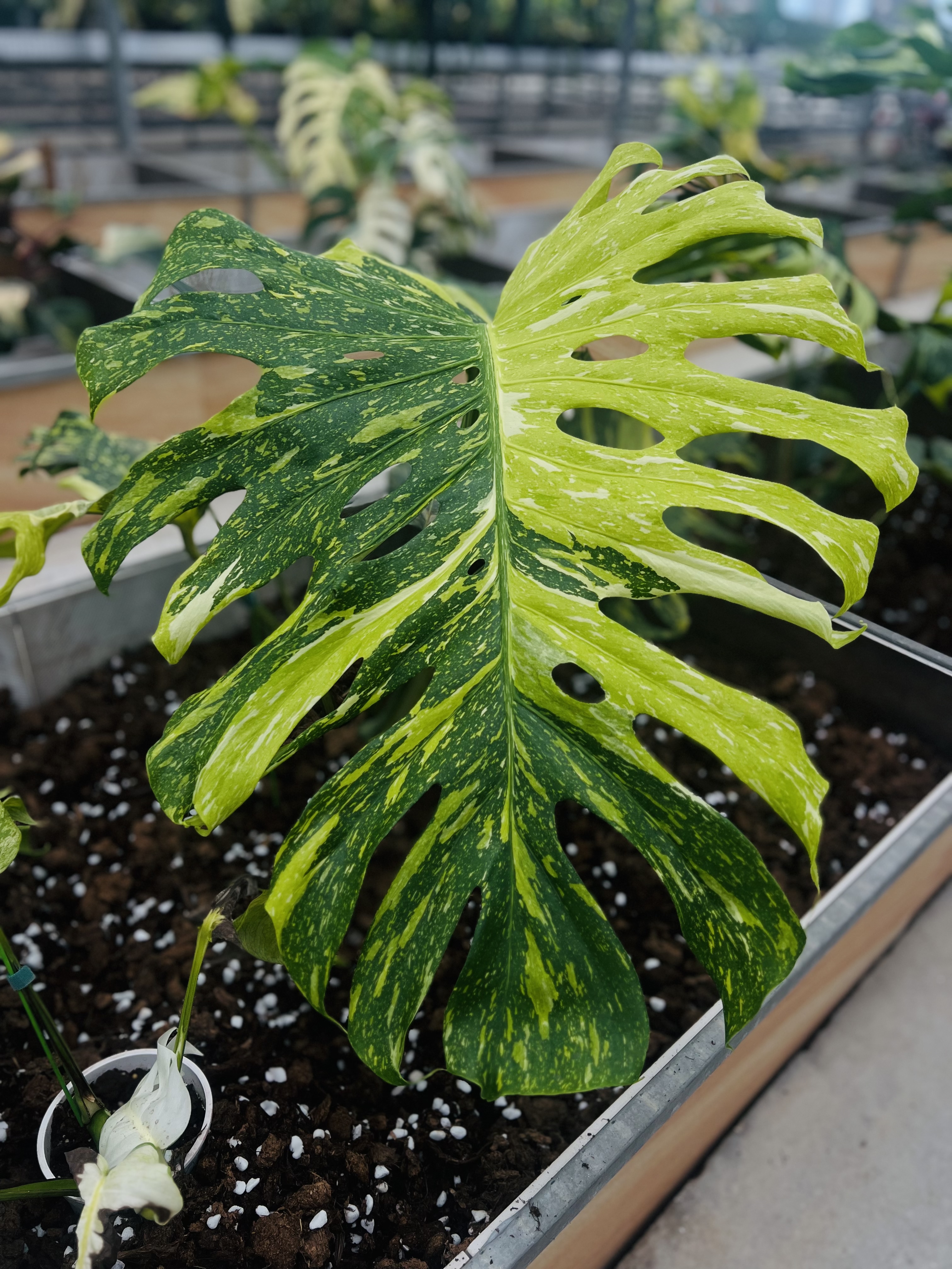 Monstera Electro Light