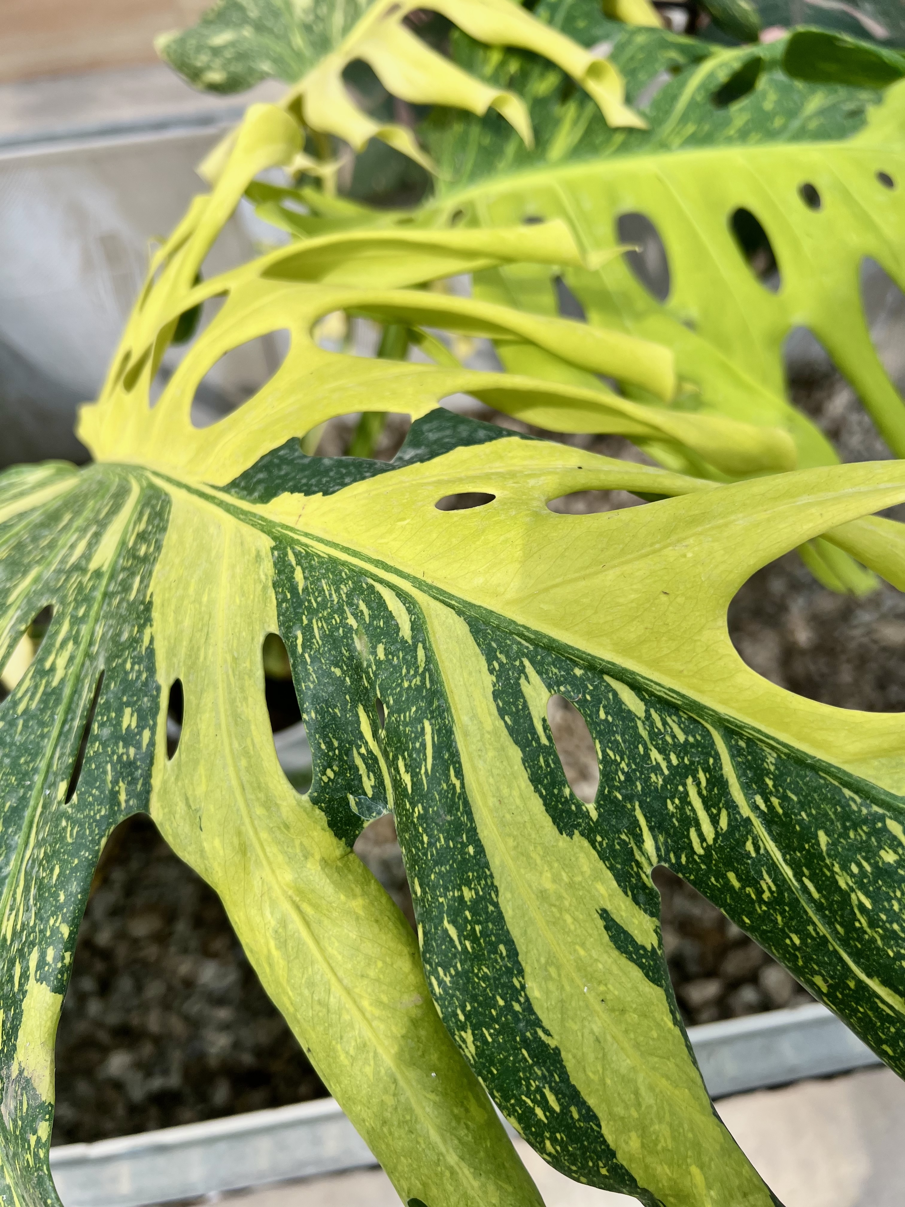 Monstera Electro Light