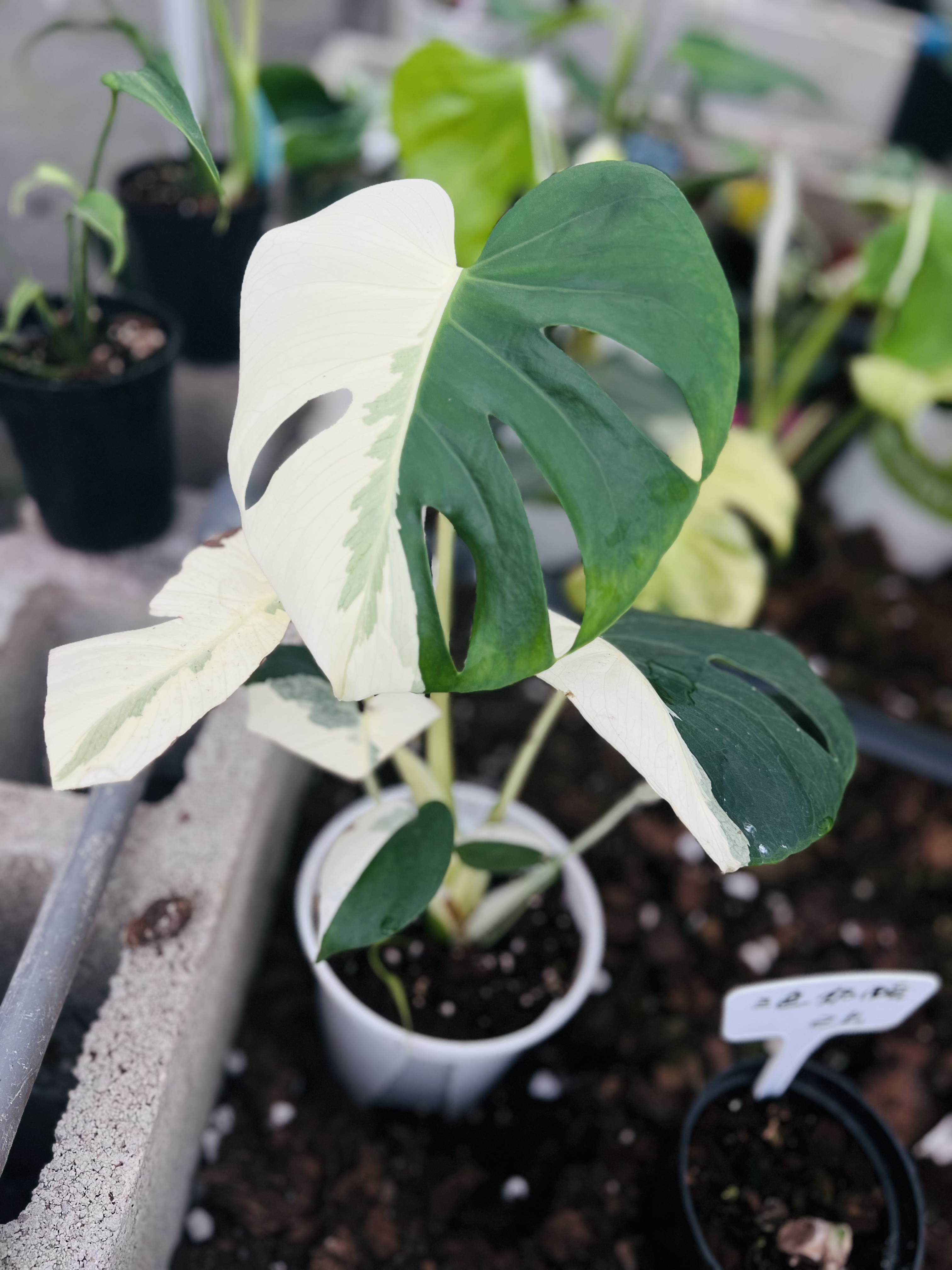 Monstera Deliciosa Albo