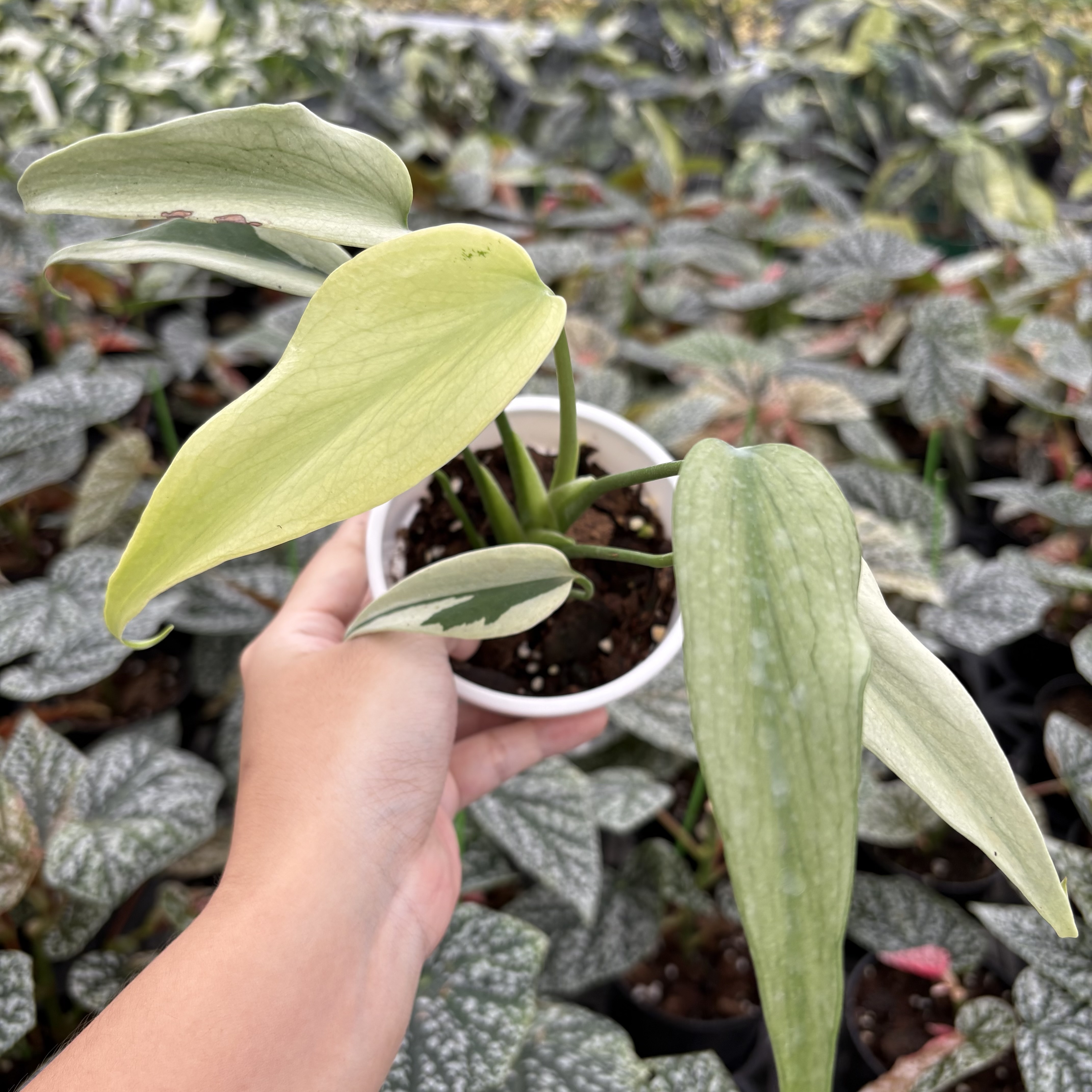 Monstera Burle Marx Flame Mint