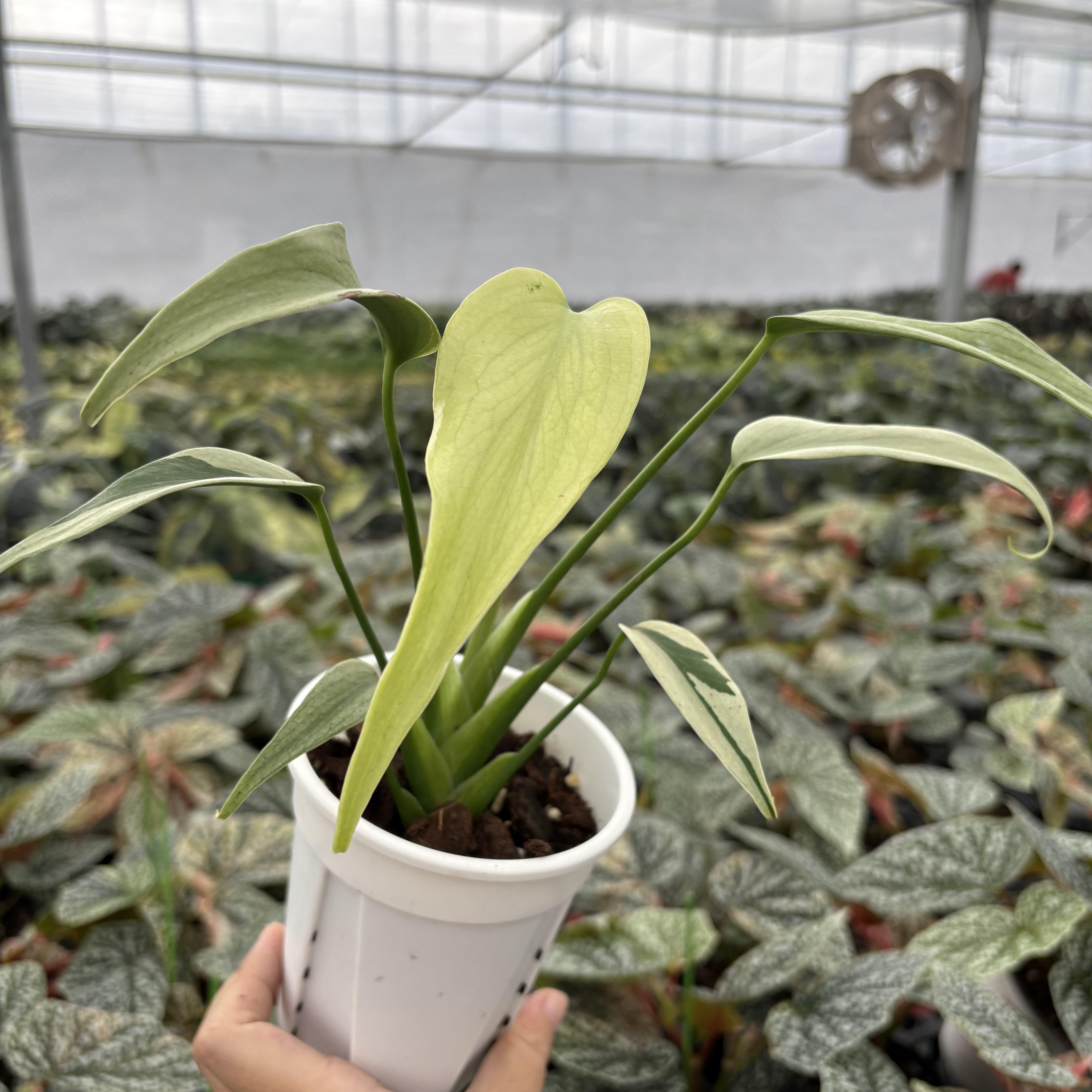 Monstera Burle Marx Flame Mint
