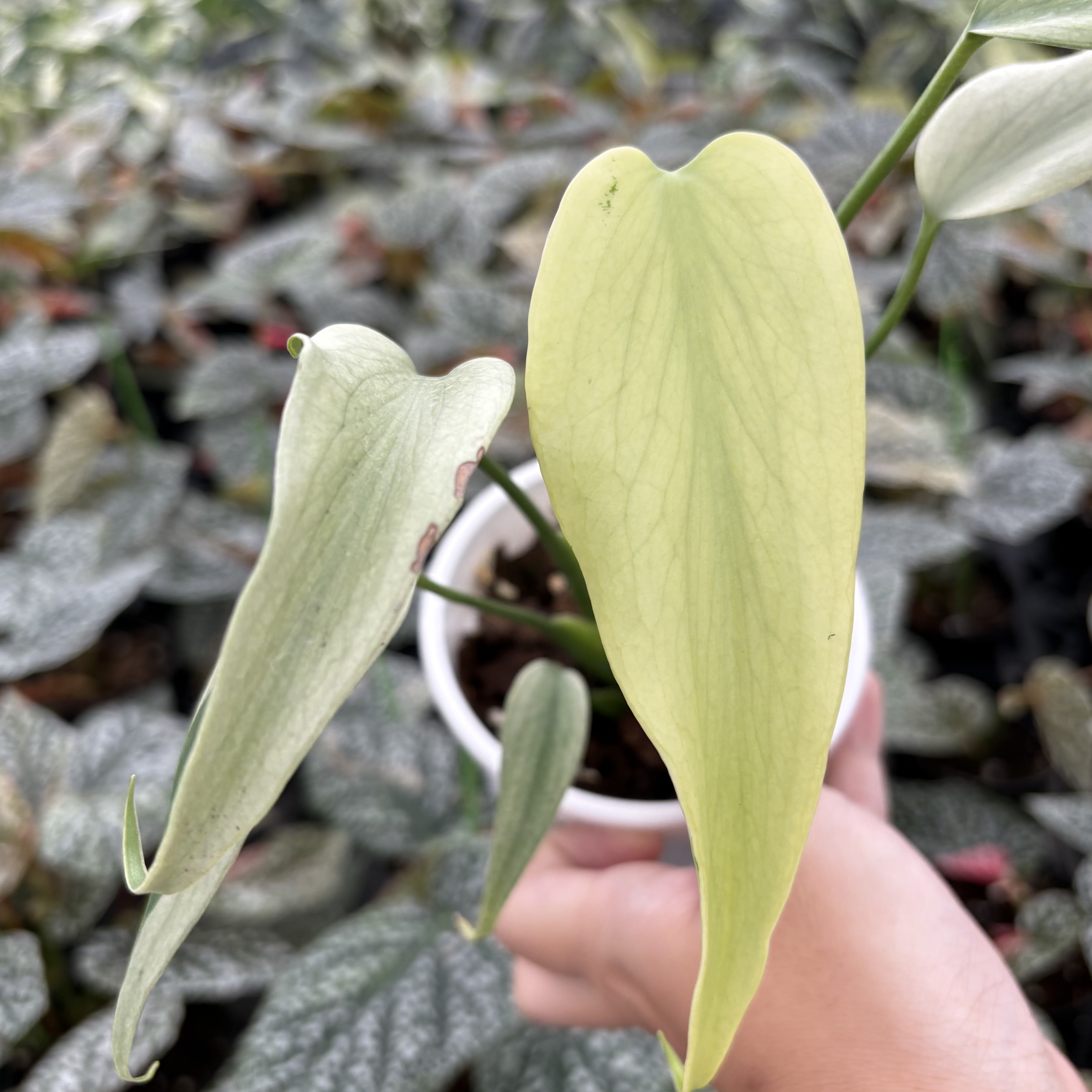 Monstera Burle Marx Flame Mint