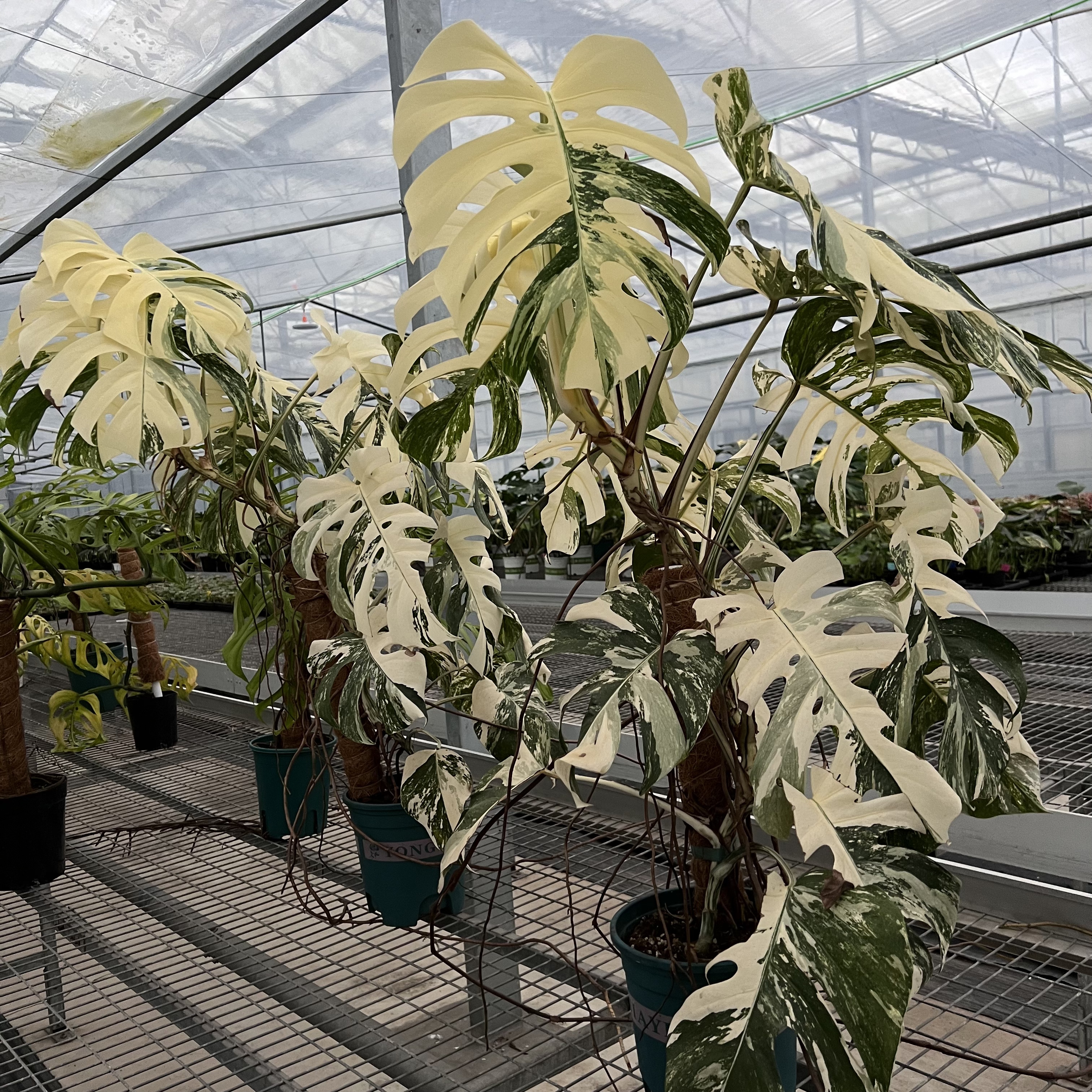 Monstera Albo